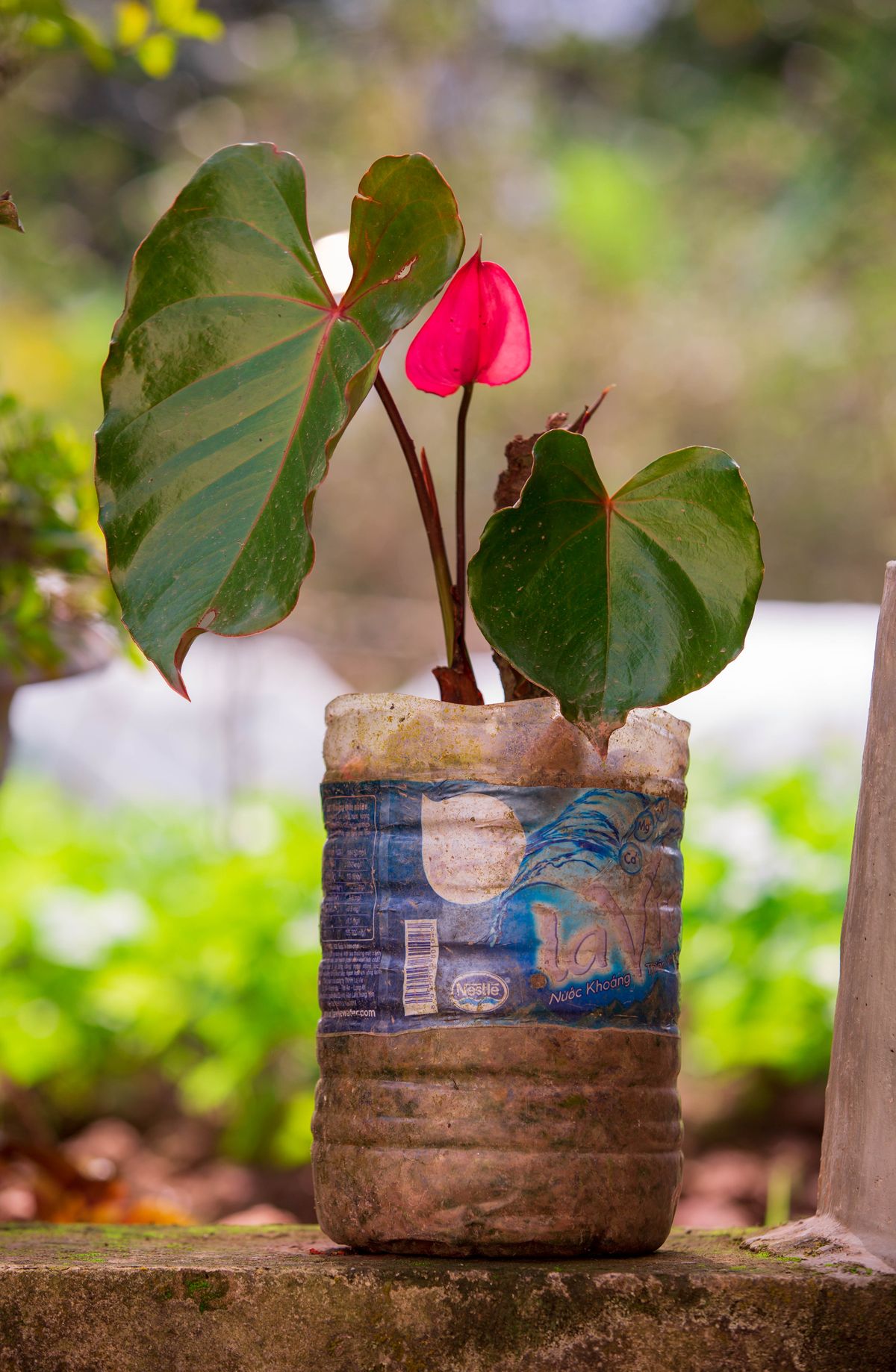Plant growing in a recycled plastic bottle container