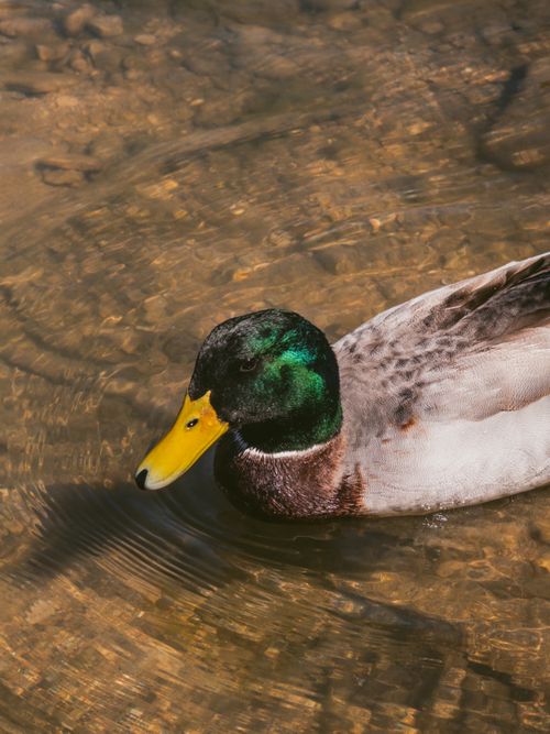 Free Vivid image of a mallard duck swimming in clear water, showcasing its distinctive green head and yellow beak. Stock Photo