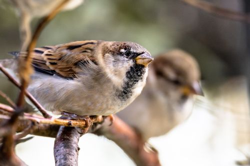 Free Detailed image of a house sparrow (Passer domesticus) perched outdoors on a twig. Stock Photo