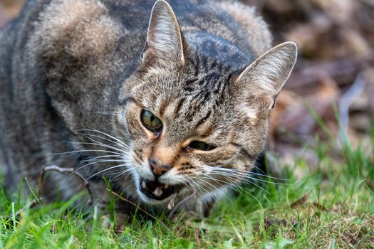 Domestic vs Wild Cats Hunting Behavior