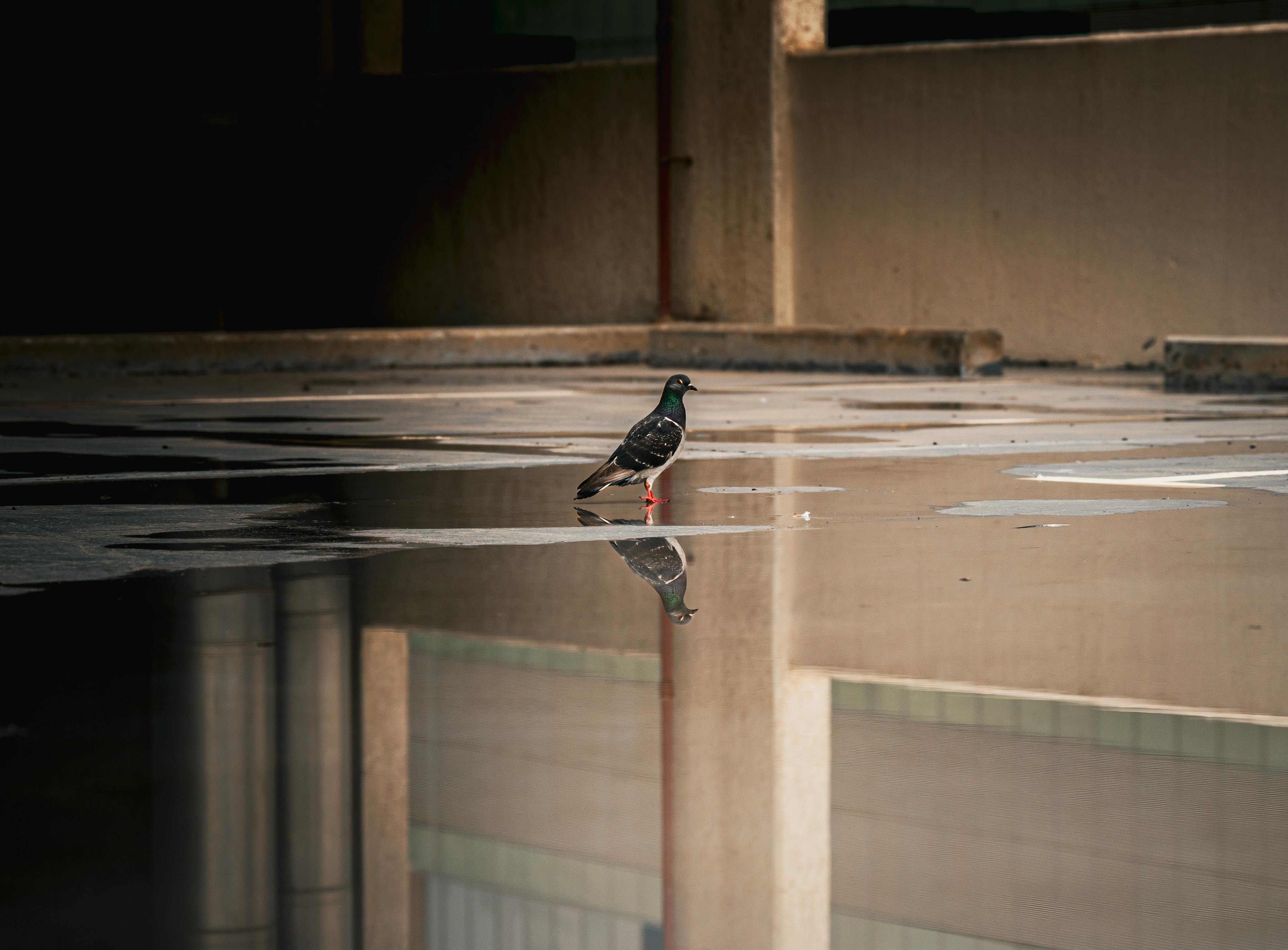 無料 クウェート市の街路の水たまりに映った一羽のハト。 写真素材