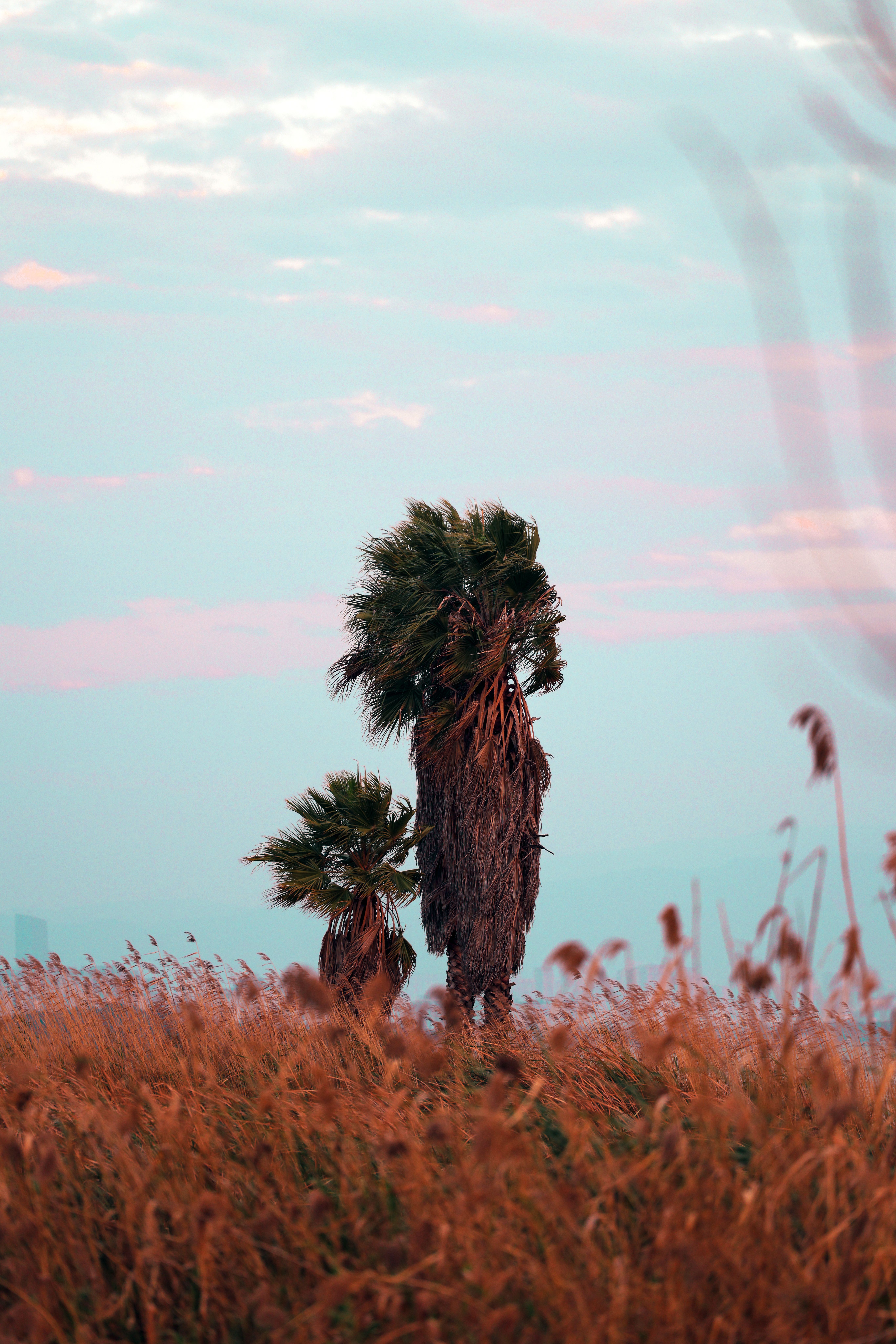 Trees Moving In Wind Evening Photos, Download The BEST Free Trees ...