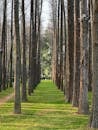Serene Pathway through Tall Trees in Forest Grove