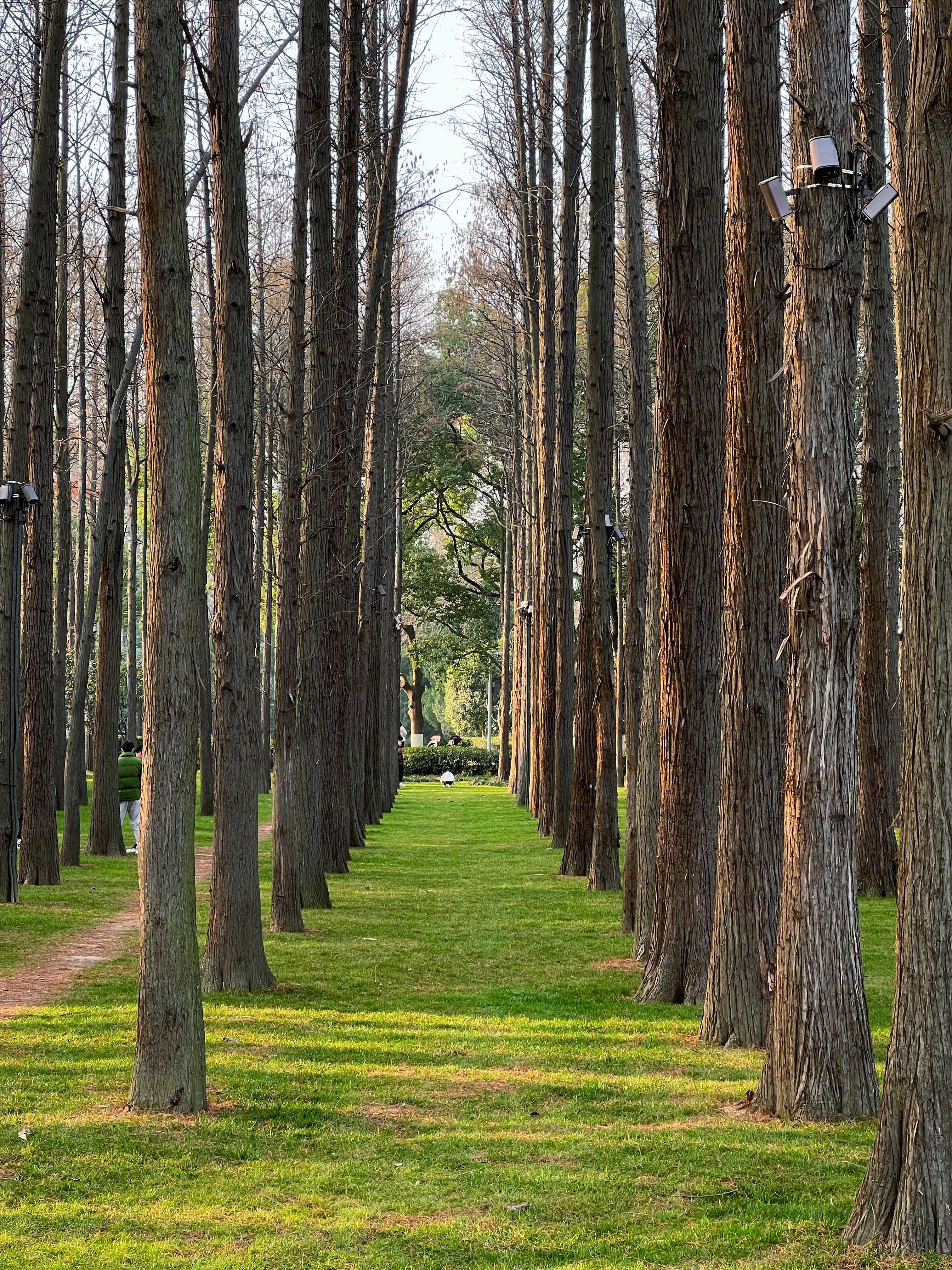 Tree Alignment Photos, Download The BEST Free Tree Alignment Stock ...