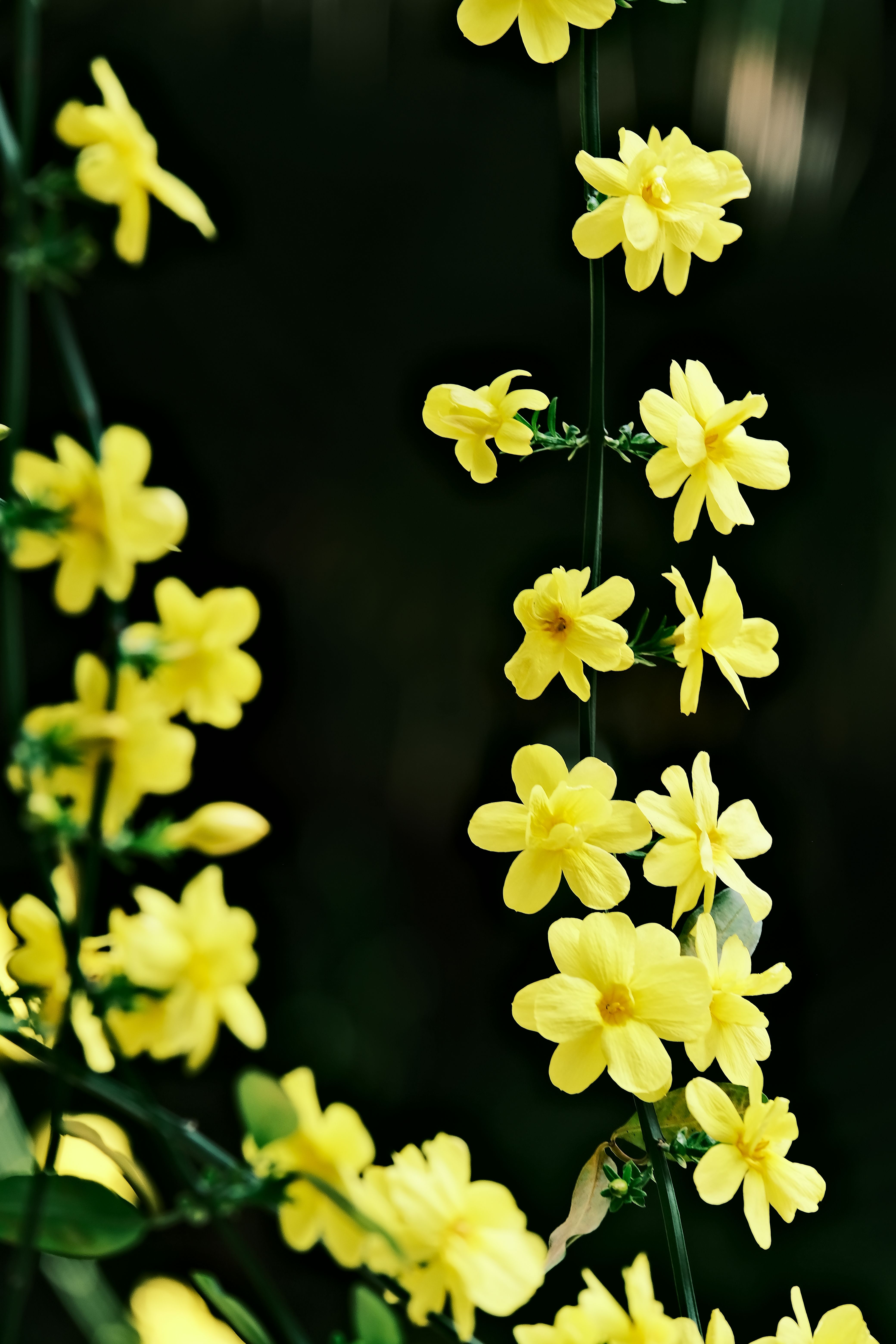 Vivid yellow winter jasmine flowers standing out against a dark moody background