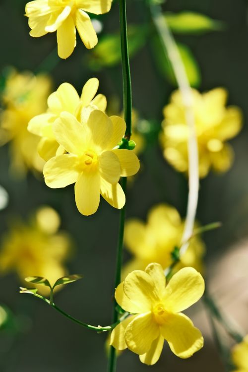 Free Close-up of bright yellow jasmine flowers in full bloom, showcasing natural beauty. Stock Photo