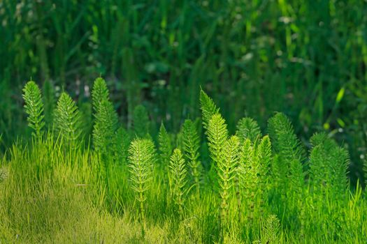 horsetail scouring rush plant