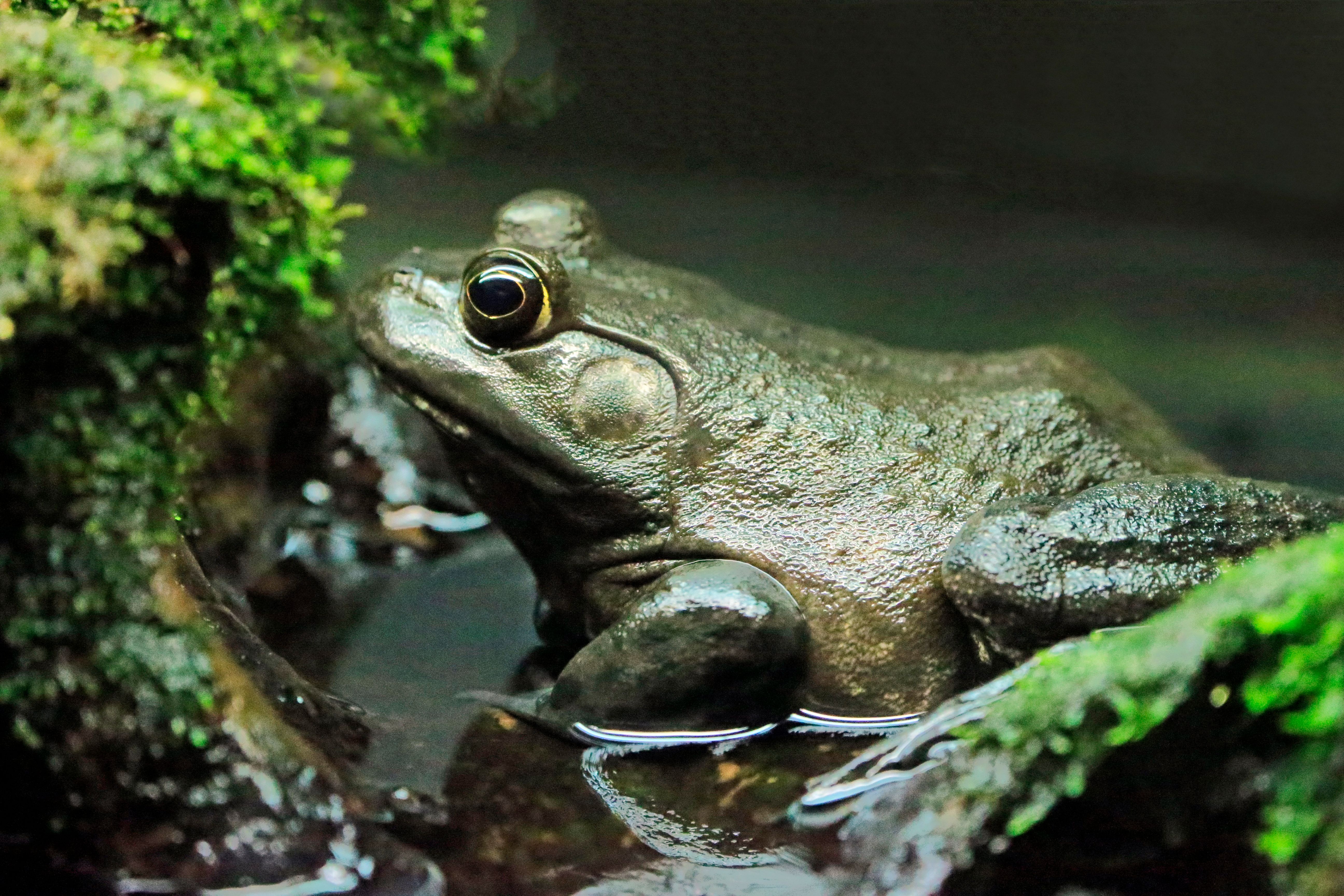 Primer Plano De Una Rana En Su Hábitat Natural · Foto de stock gratuita