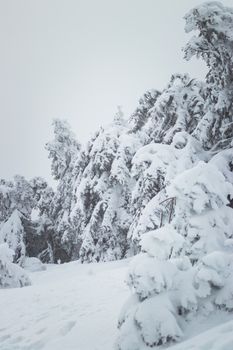 Serene winter scene of snow-blanketed trees in a quiet forest, capturing nature's chilly beauty.