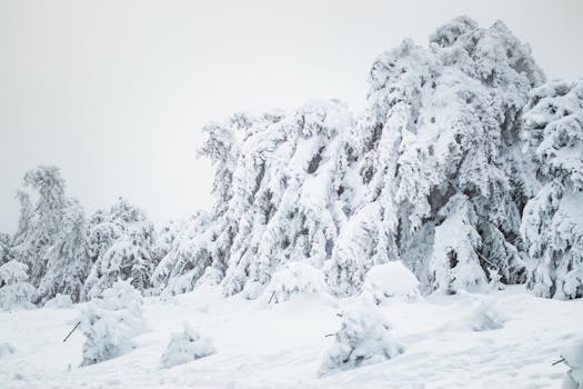 Serene snowy forest with trees blanketed in fresh white snow, capturing the essence of winter tranquility.