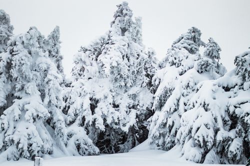 Free Majestic snow-covered trees in a peaceful winter forest landscape. Stock Photo