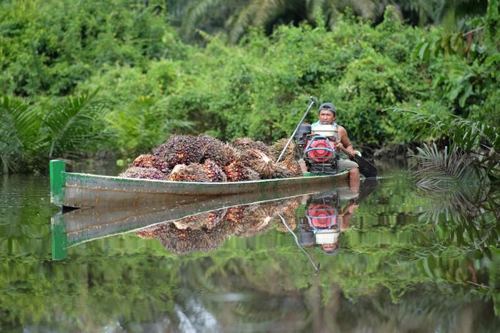 Pekerja mengangkut hasil panen kelapa sawit