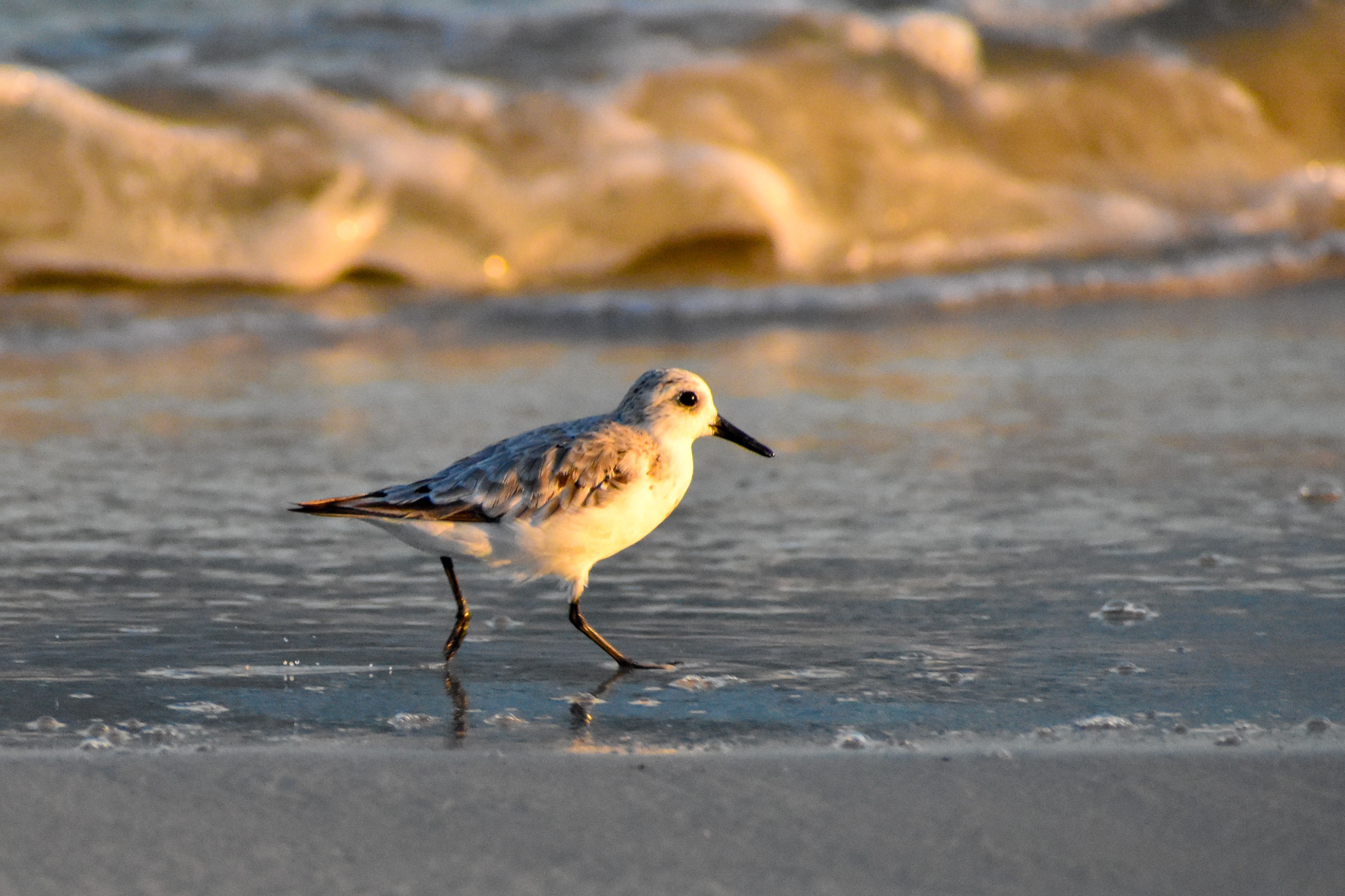 Sanderling Bird Strolls Along Sunset Beach Shoreline · Free Stock Photo