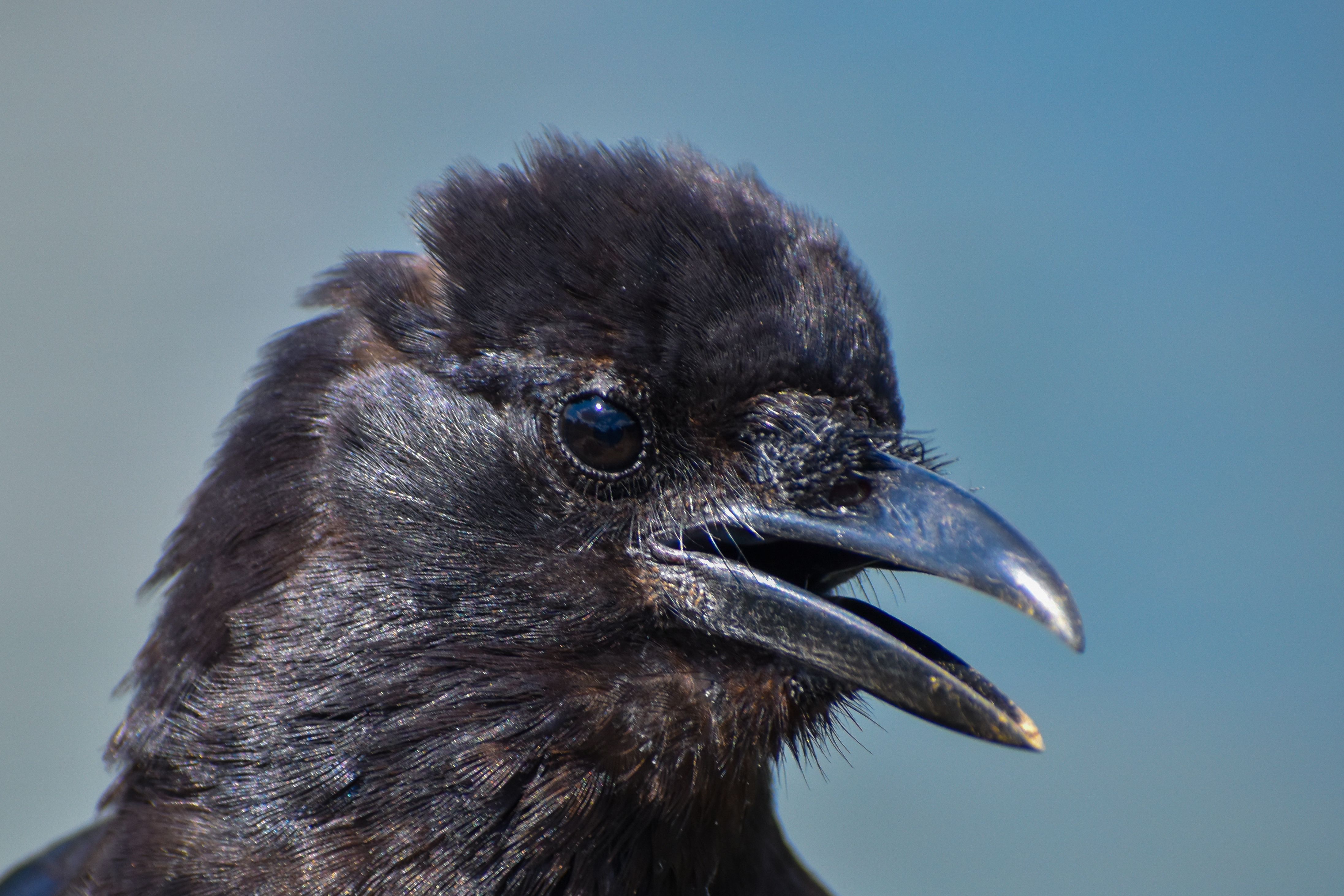Close-Up Portrait of an American Crow in Nature · Free Stock Photo