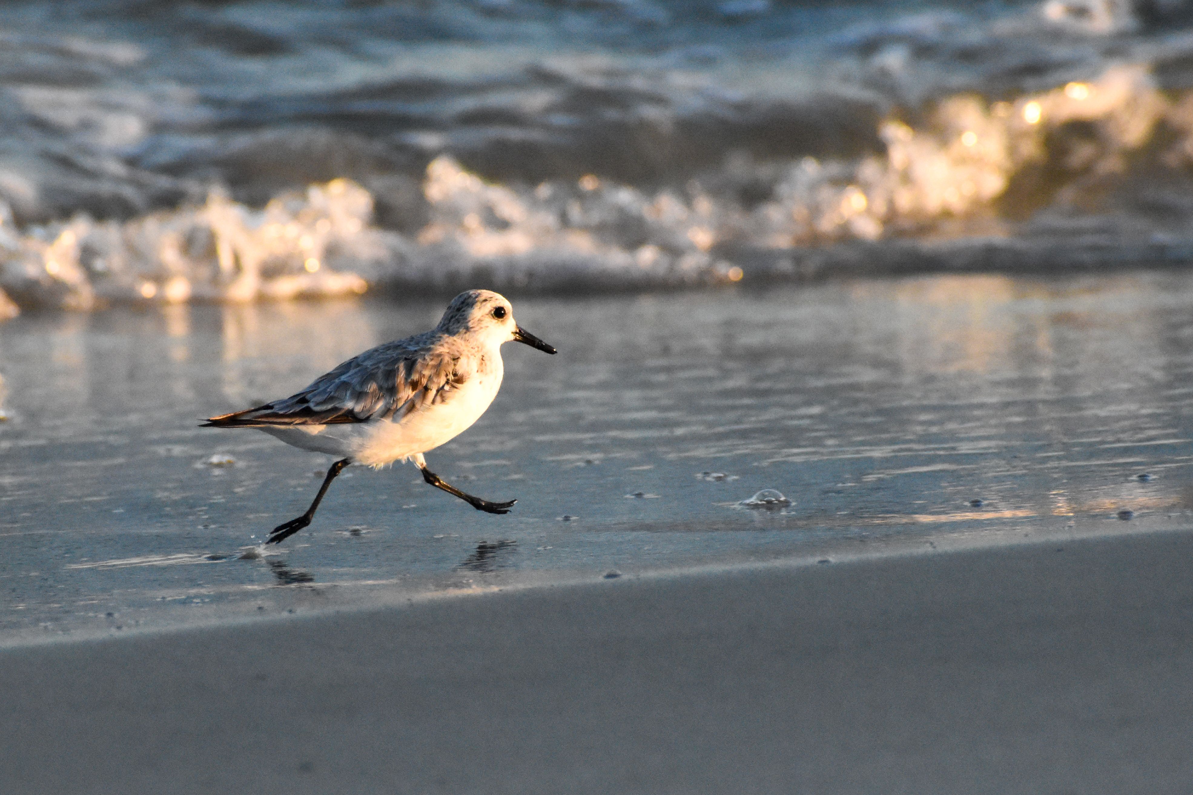 Sanderling Bird Running Along the Beach Shoreline · Free Stock Photo