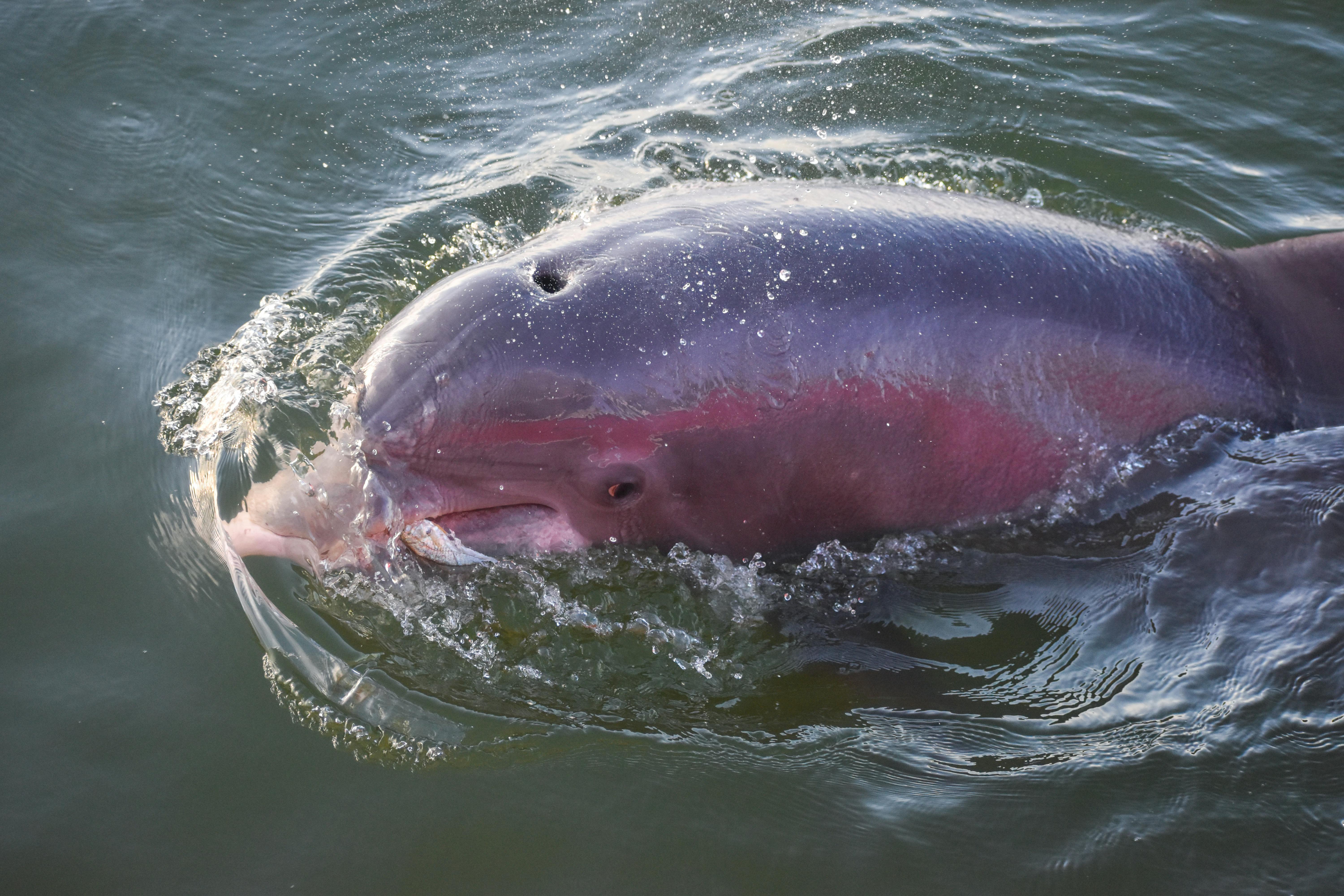 Ganges River Dolphin — Bihar India