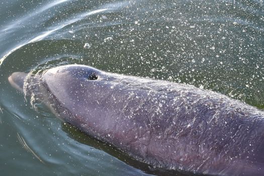 dolphin photo