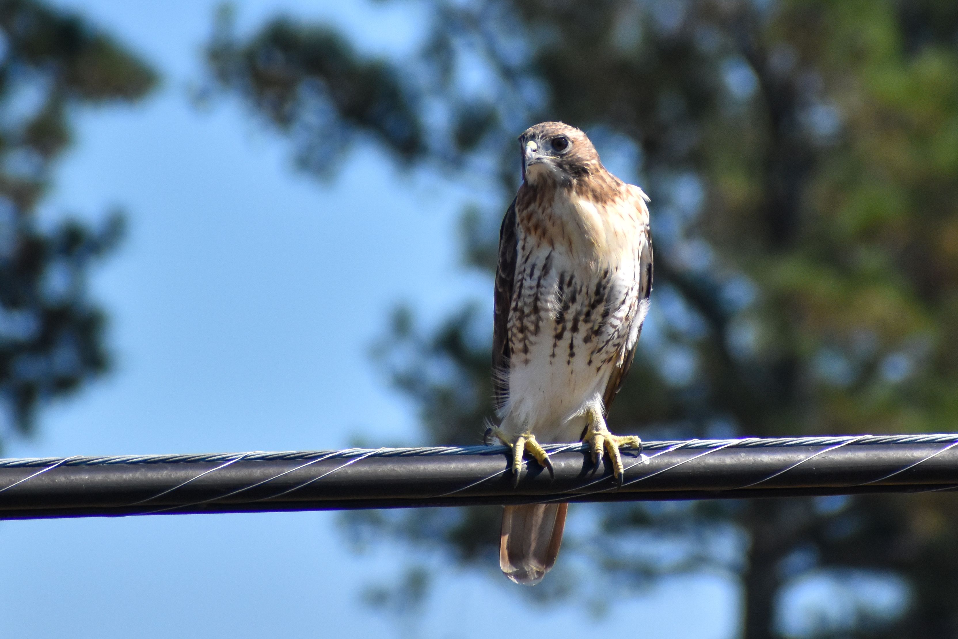 Red-tailed Hawk Perched on Power Line Outdoors · Free Stock Photo
