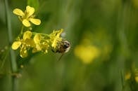 阳光明媚的田野里，一只蜜蜂正从一朵亮黄色的花朵上采集花蜜