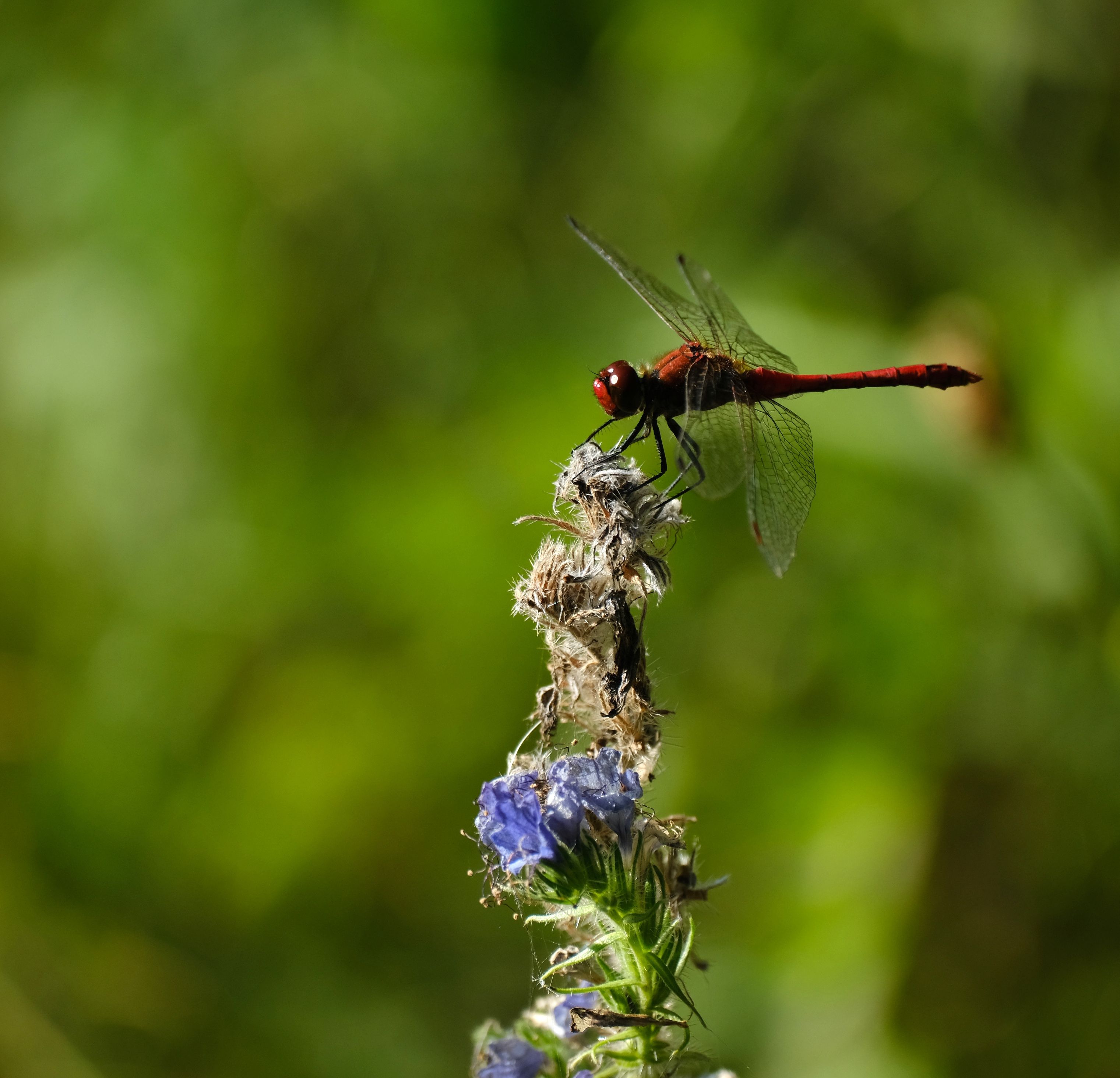 Red Dragonfly Perched on Wildflower · Free Stock Photo