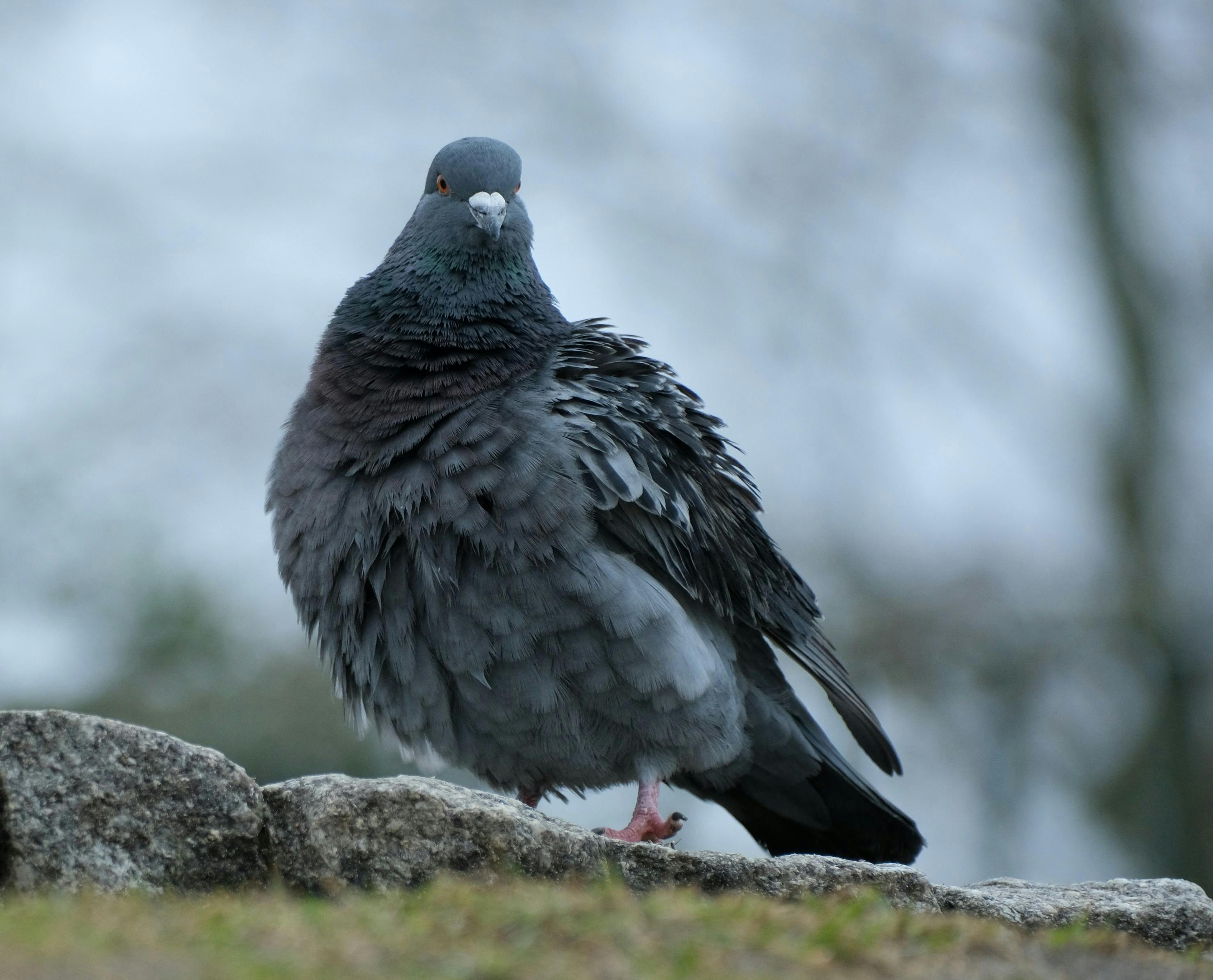 Reinventing the Pigeon: Plan emerges for outdoor recreation access — Photo by Roman Biernacki on Pexels