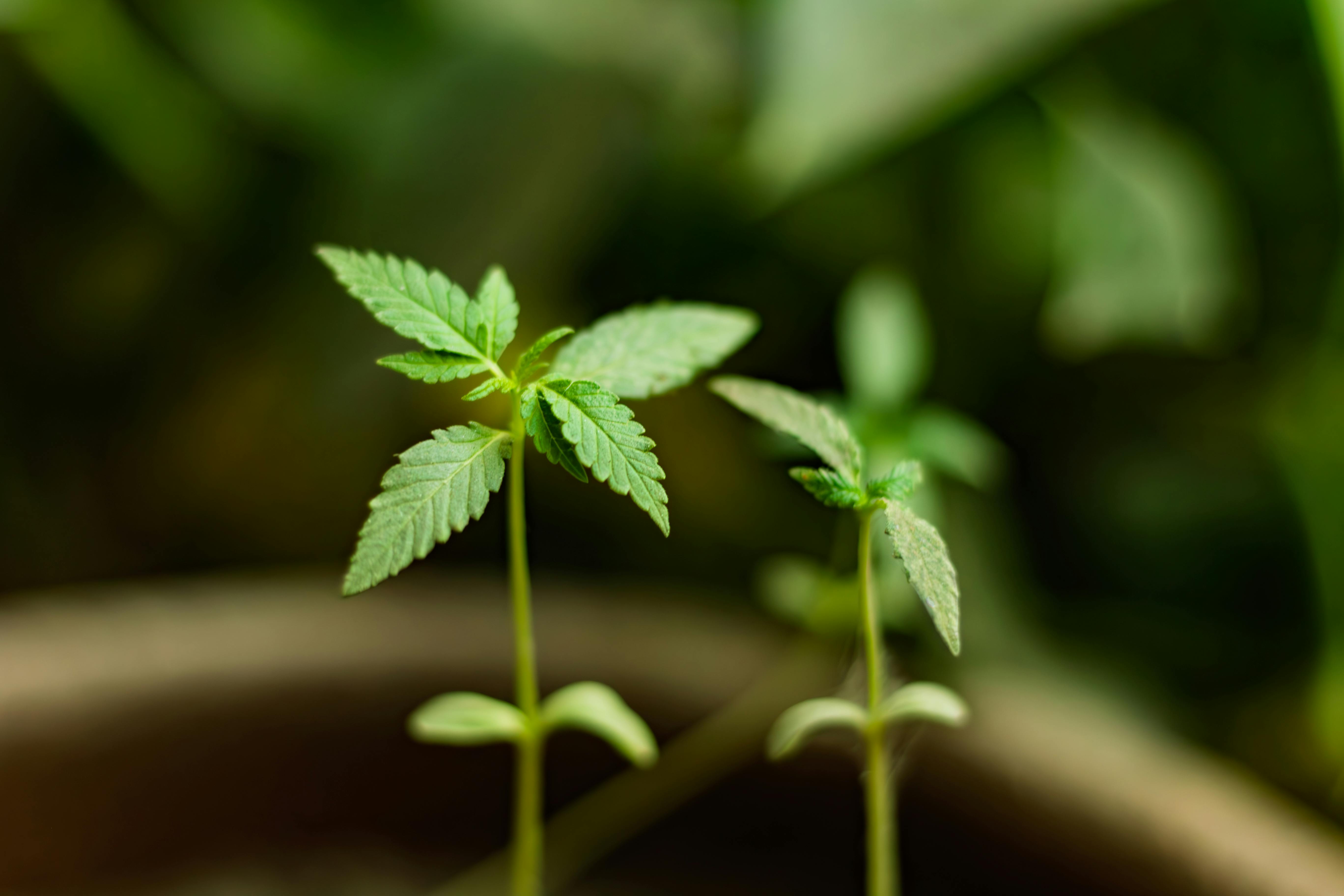cannabis benefits — Photo by Mubinuddoula Arefin on Pexels