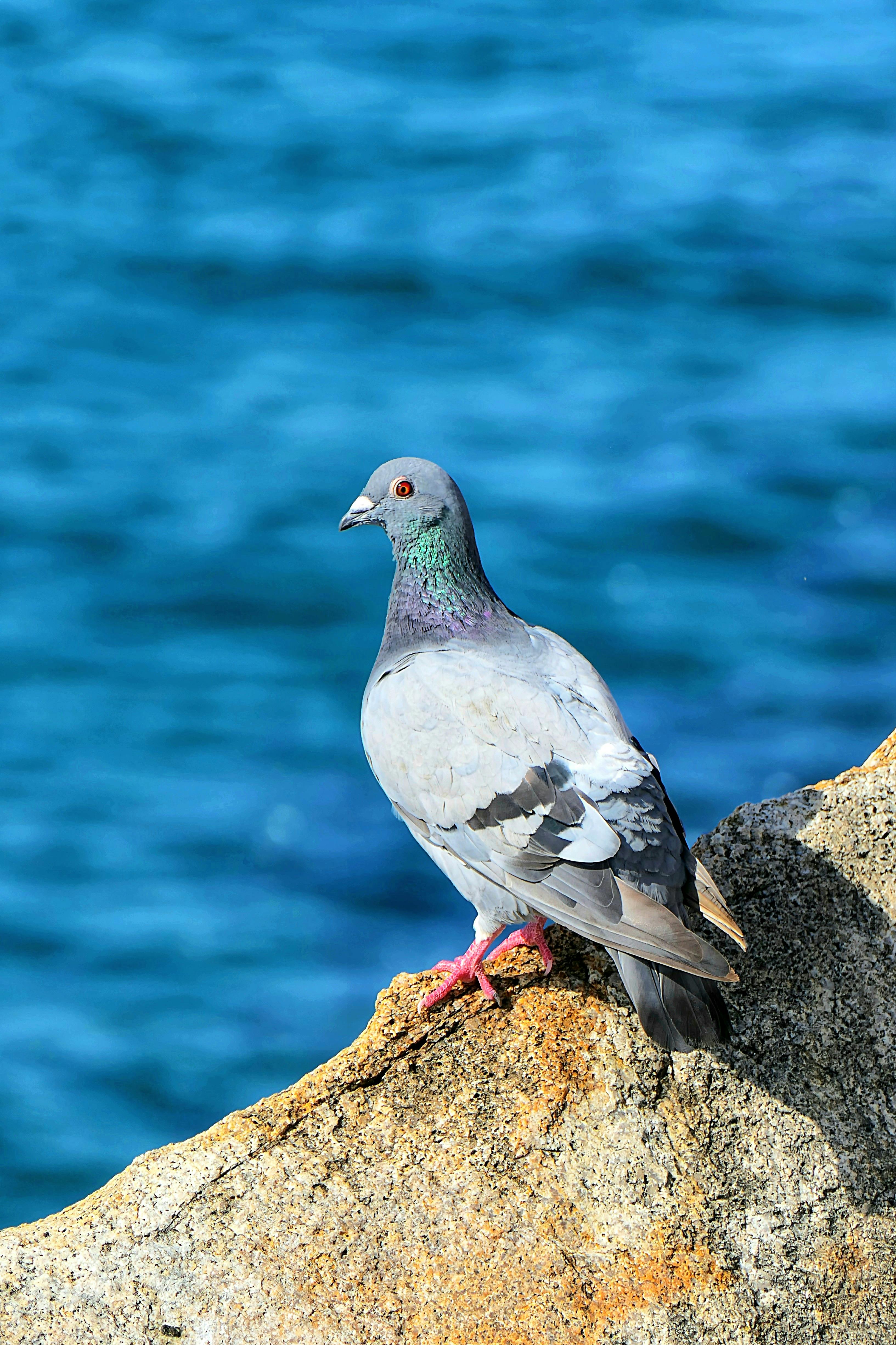 Pigeon Rocks ve Corniche
