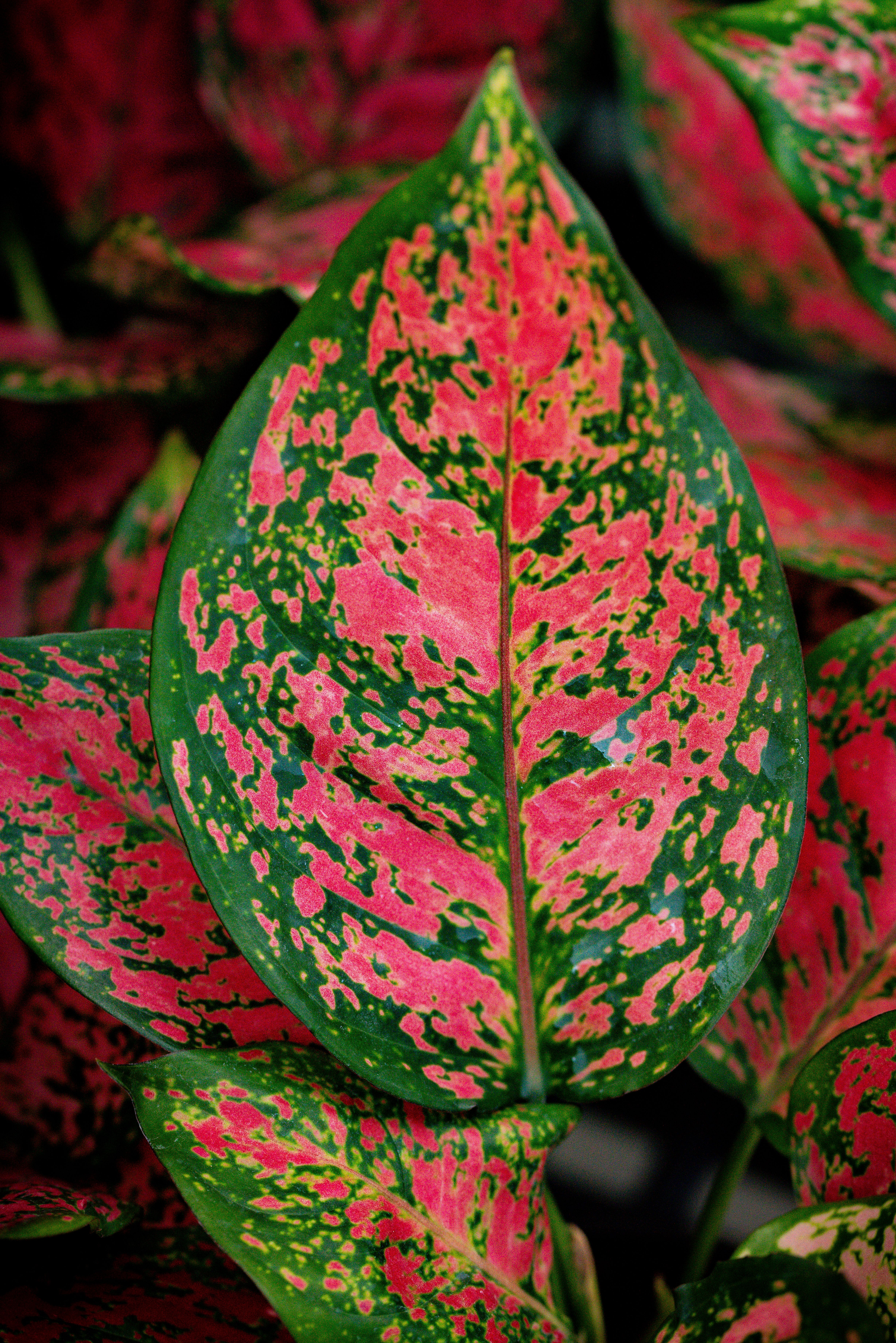 dracaena draco for sale Dracaena Draco 'Dragon Tree' Seeds main image 1