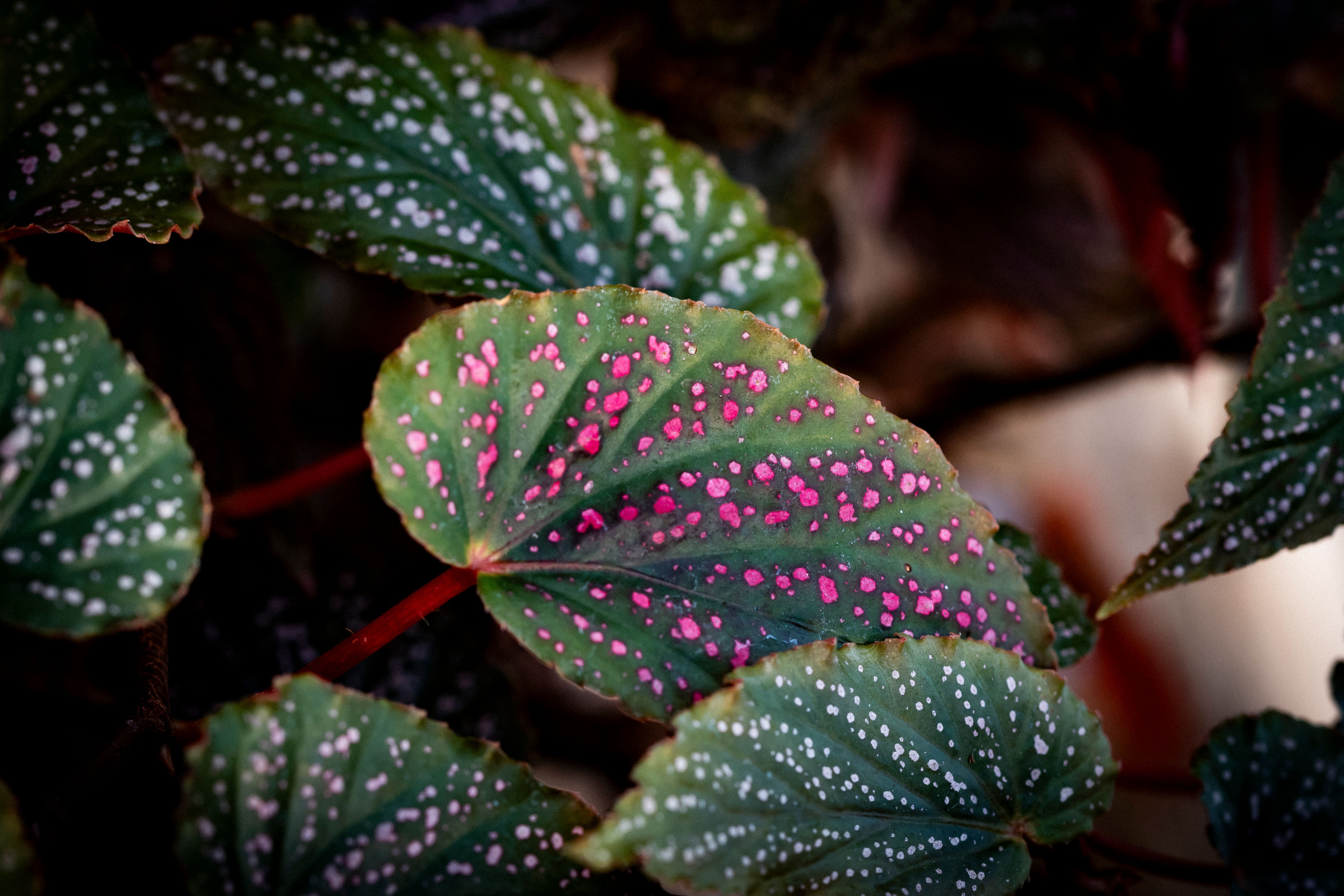Begonia julau
