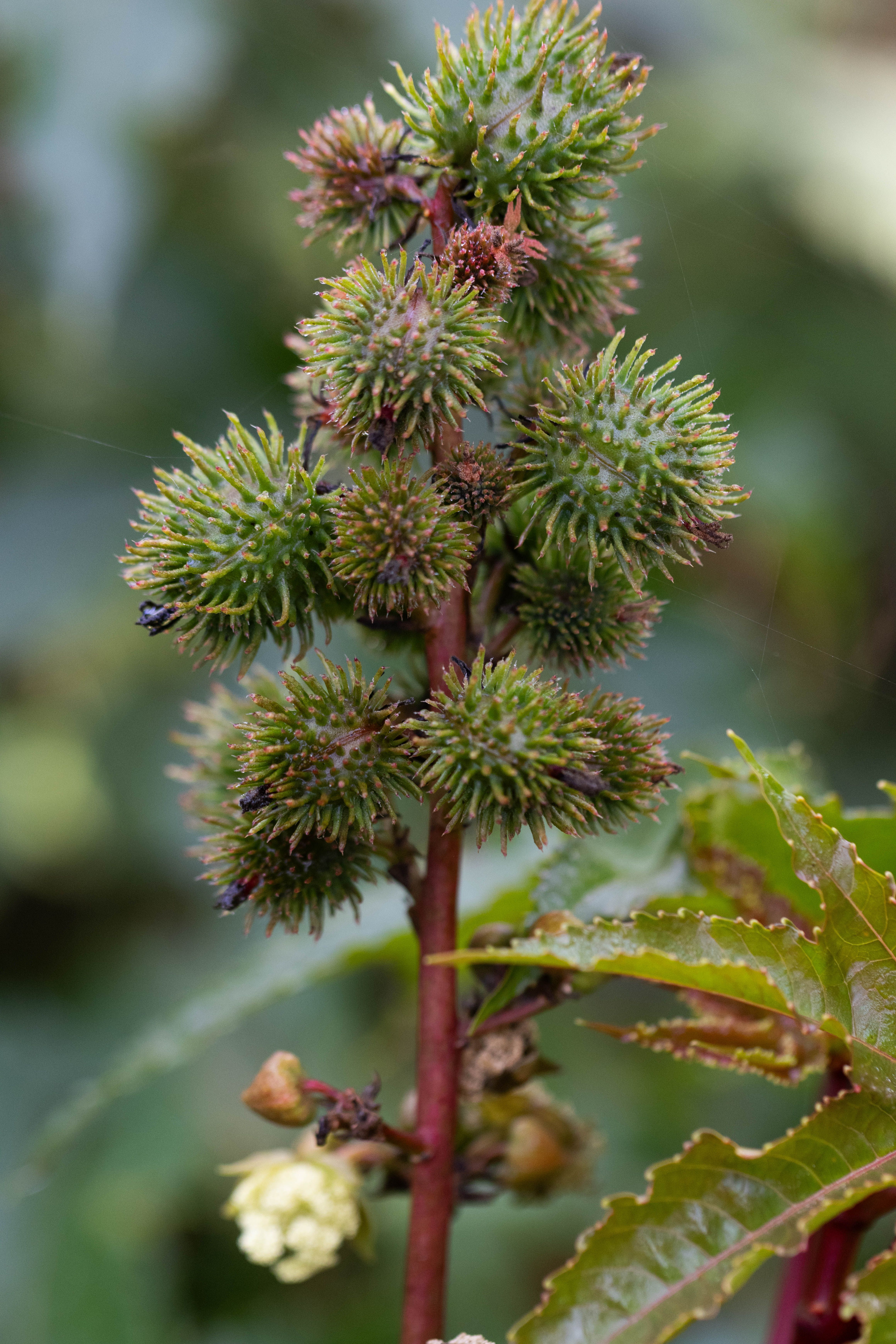 Unlocking ​the ‌Natural Benefits of Organic Castor‍ Oil⁢ for radiant Hair and ‍Skin