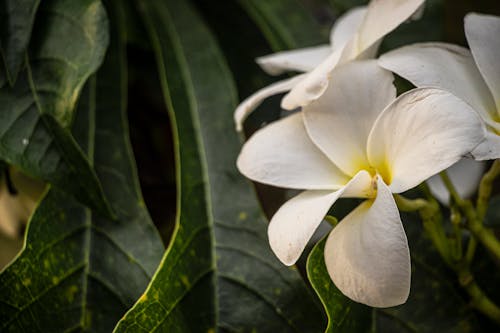 Fotos de stock gratuitas de flor, flor blanca, naturaleza