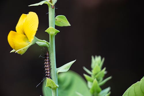 Gratis lagerfoto af blomst, gul blomst, insekt