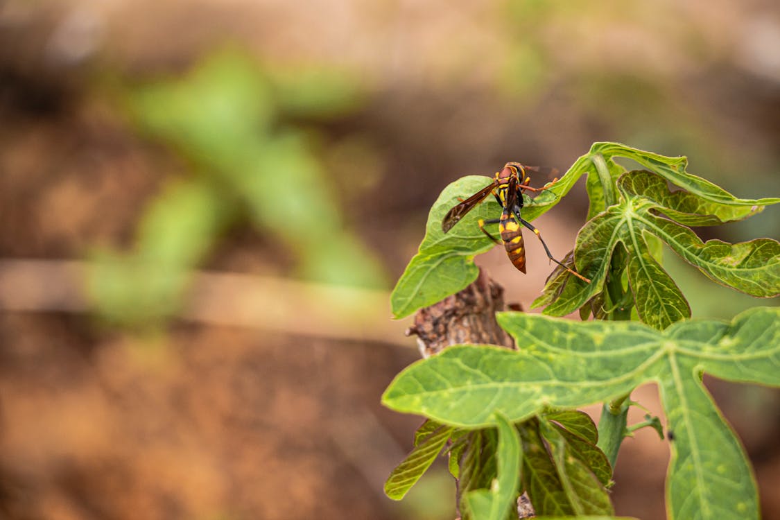 Gratis lagerfoto af insekt, insekter, insektfotografering