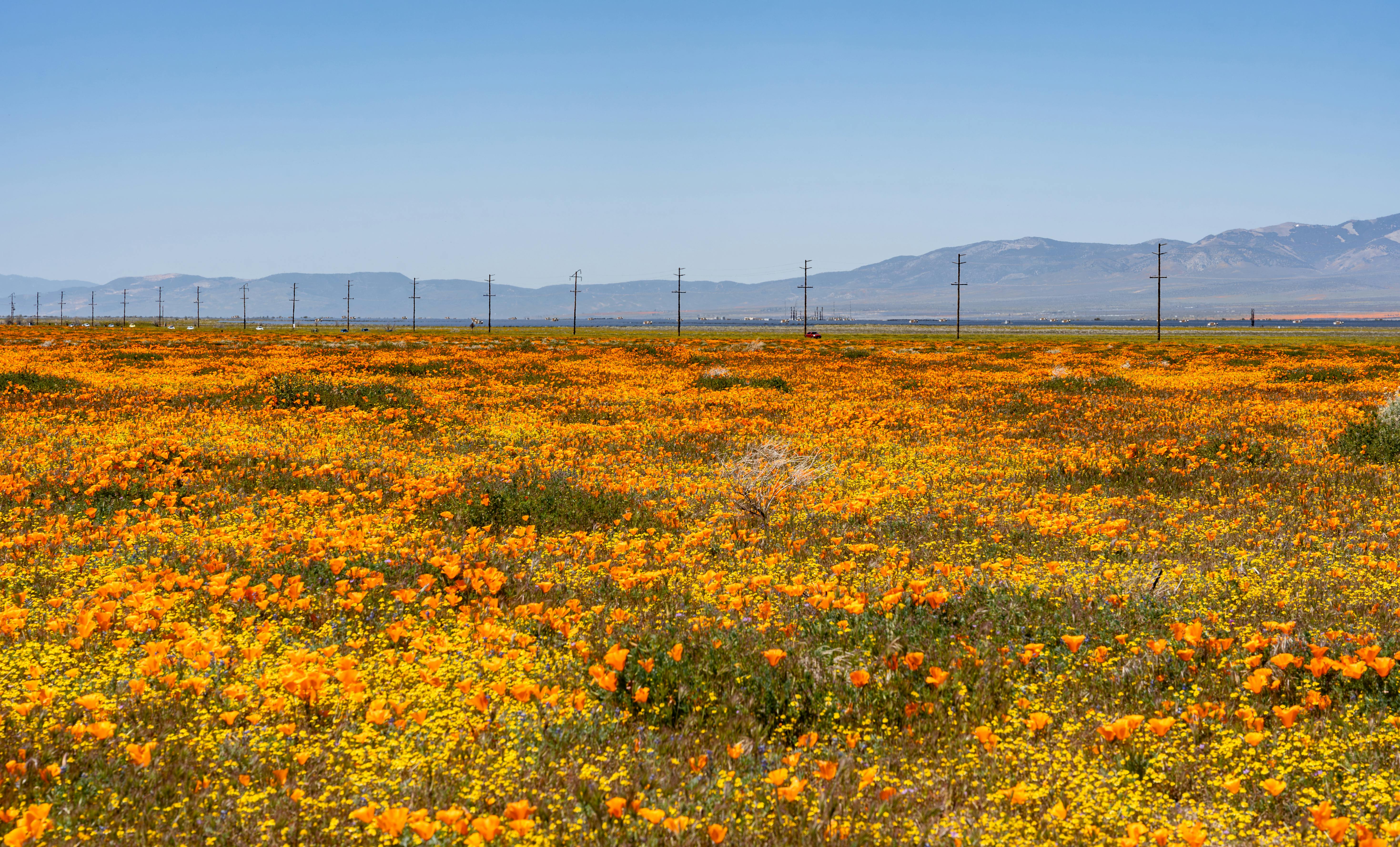 Flowers on Hill · Free Stock Photo