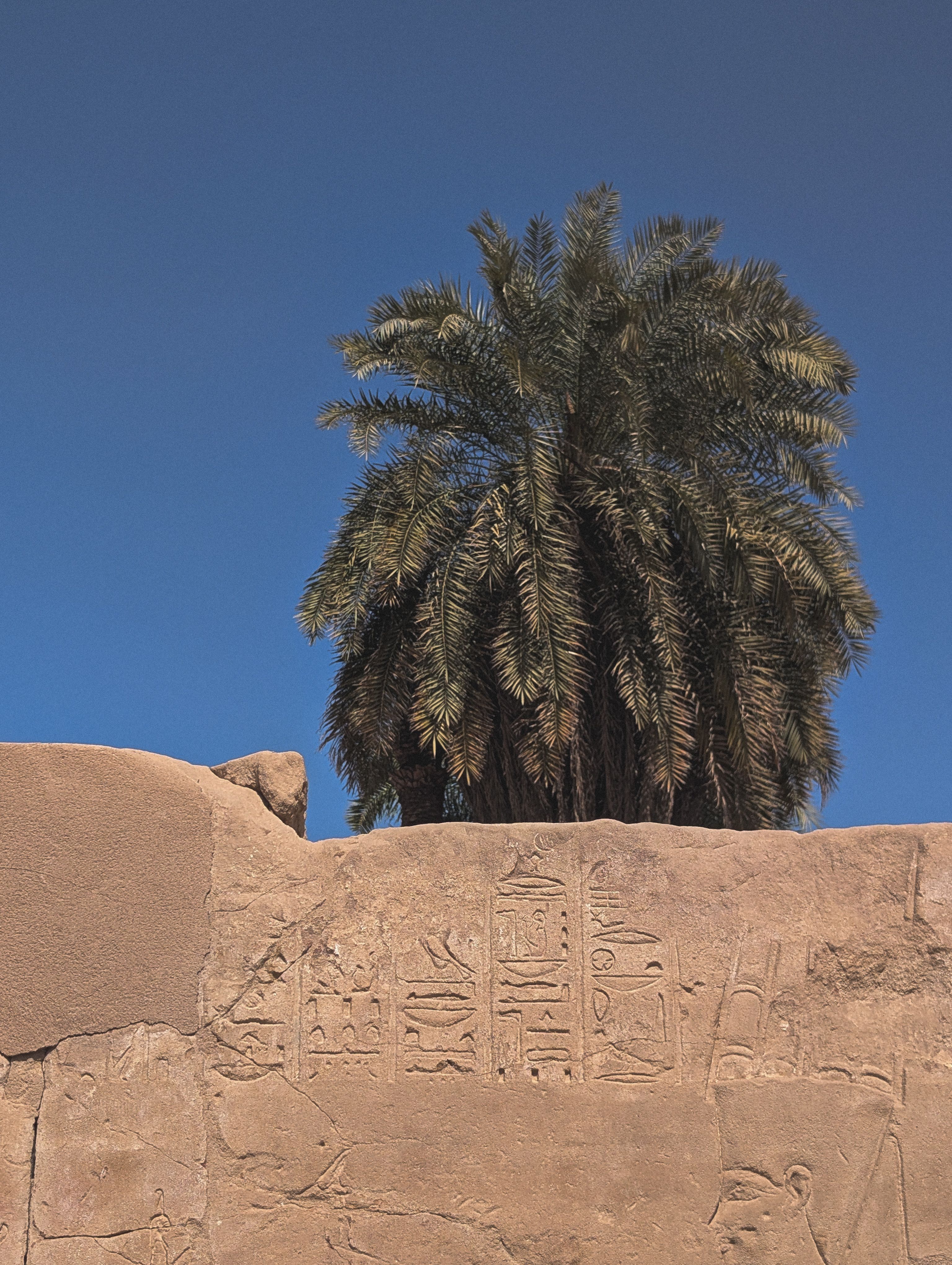 Ancient Egyptian Hieroglyphs with Palm Tree · Free Stock Photo