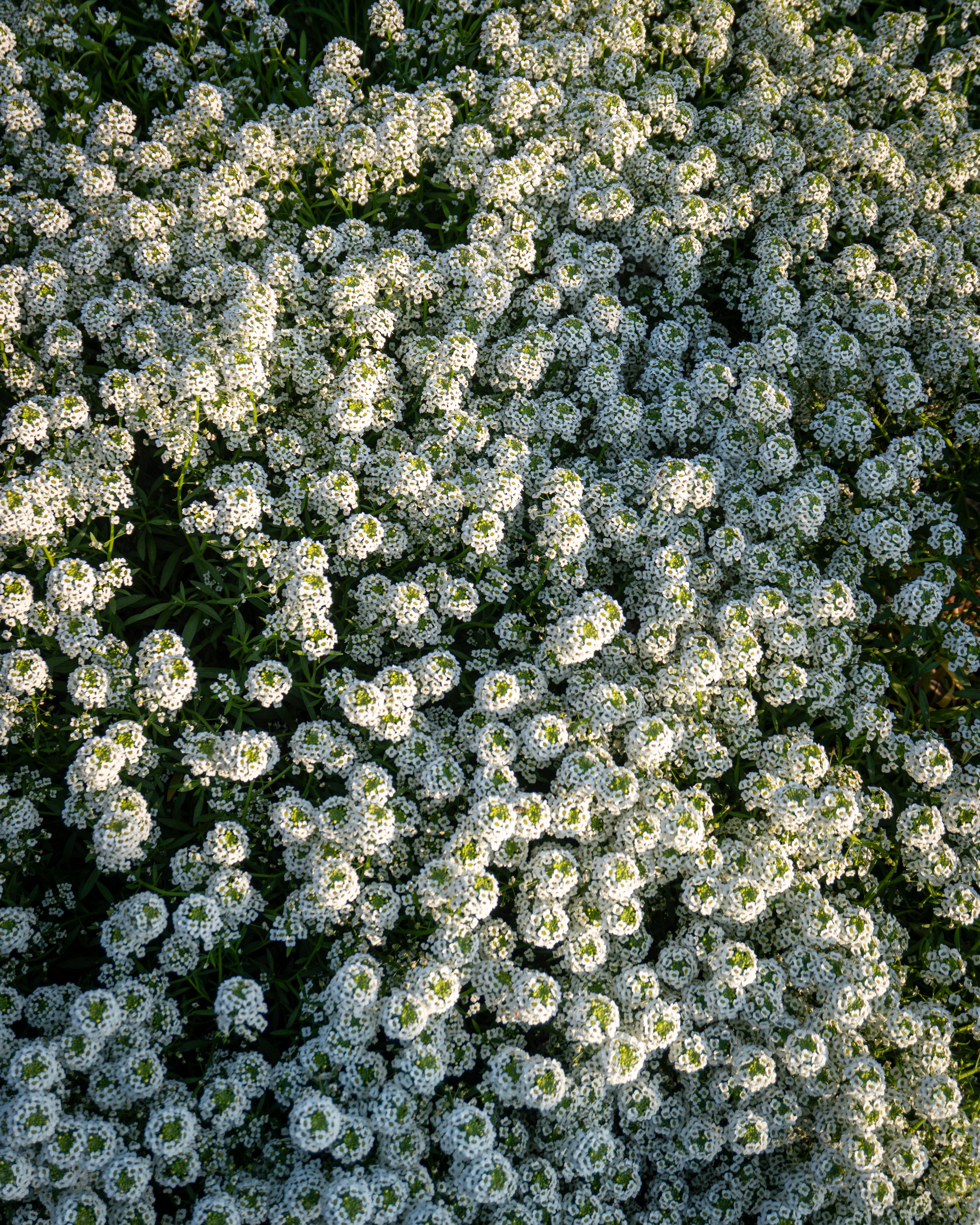 Dense Cluster of White Alyssum Flowers · Free Stock Photo