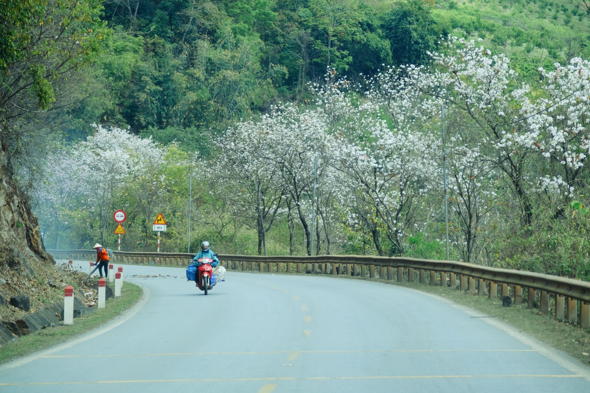 A scenic mountain road lined with blooming trees, featuring a motorcyclist and a roadside worker.