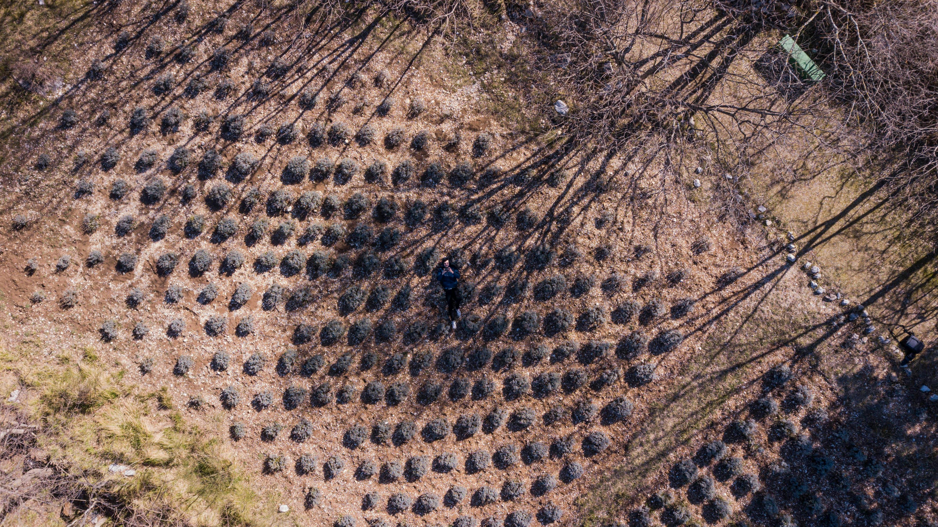 Gratuit Vue aérienne d'une personne dans un champ de lavande, profitant du calme et de la nature. Photos