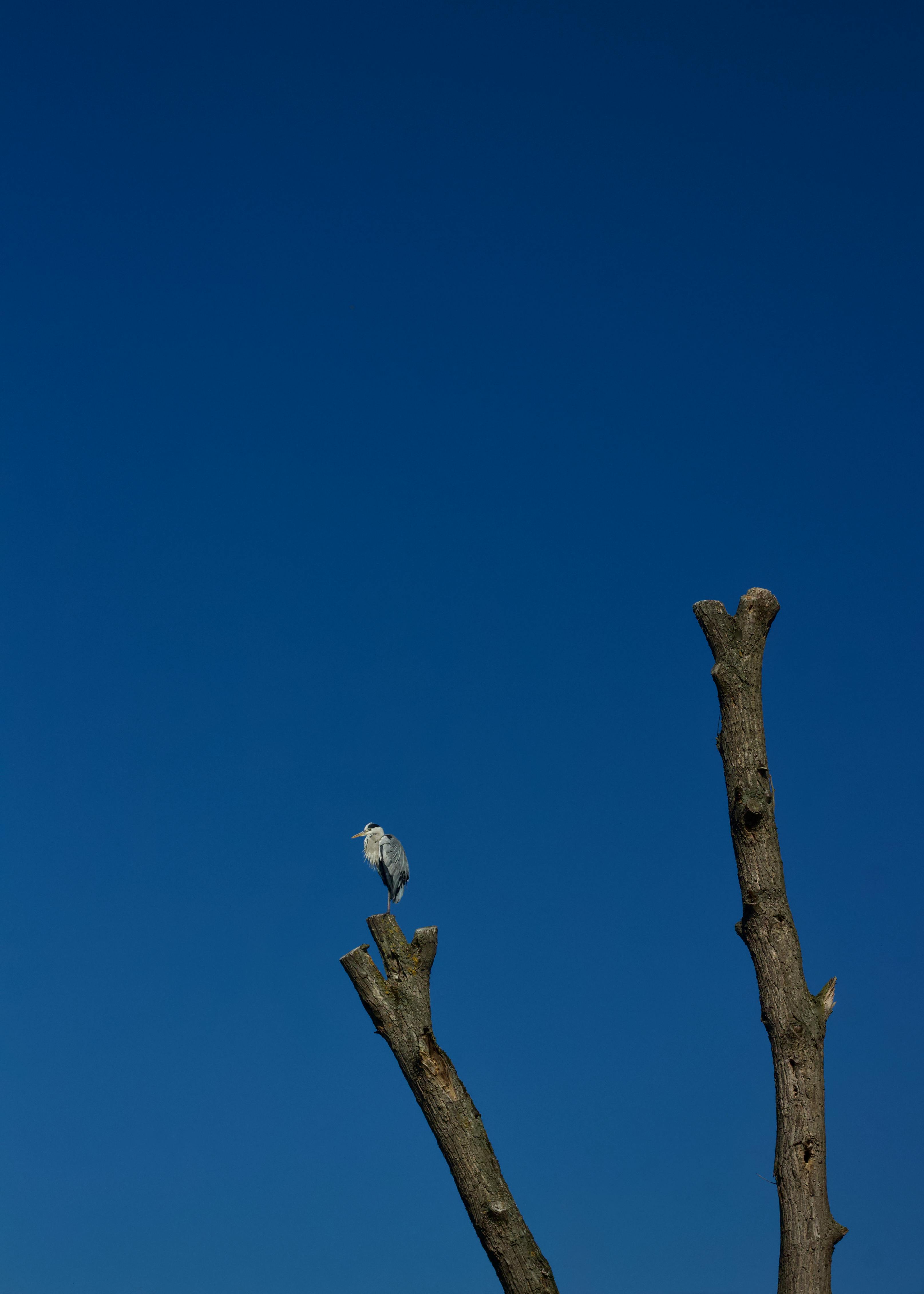 Gratis En enslig fugl hviler på en bar tregren under en klar blå himmel og fremkaller ensomhet. Arkivbilde