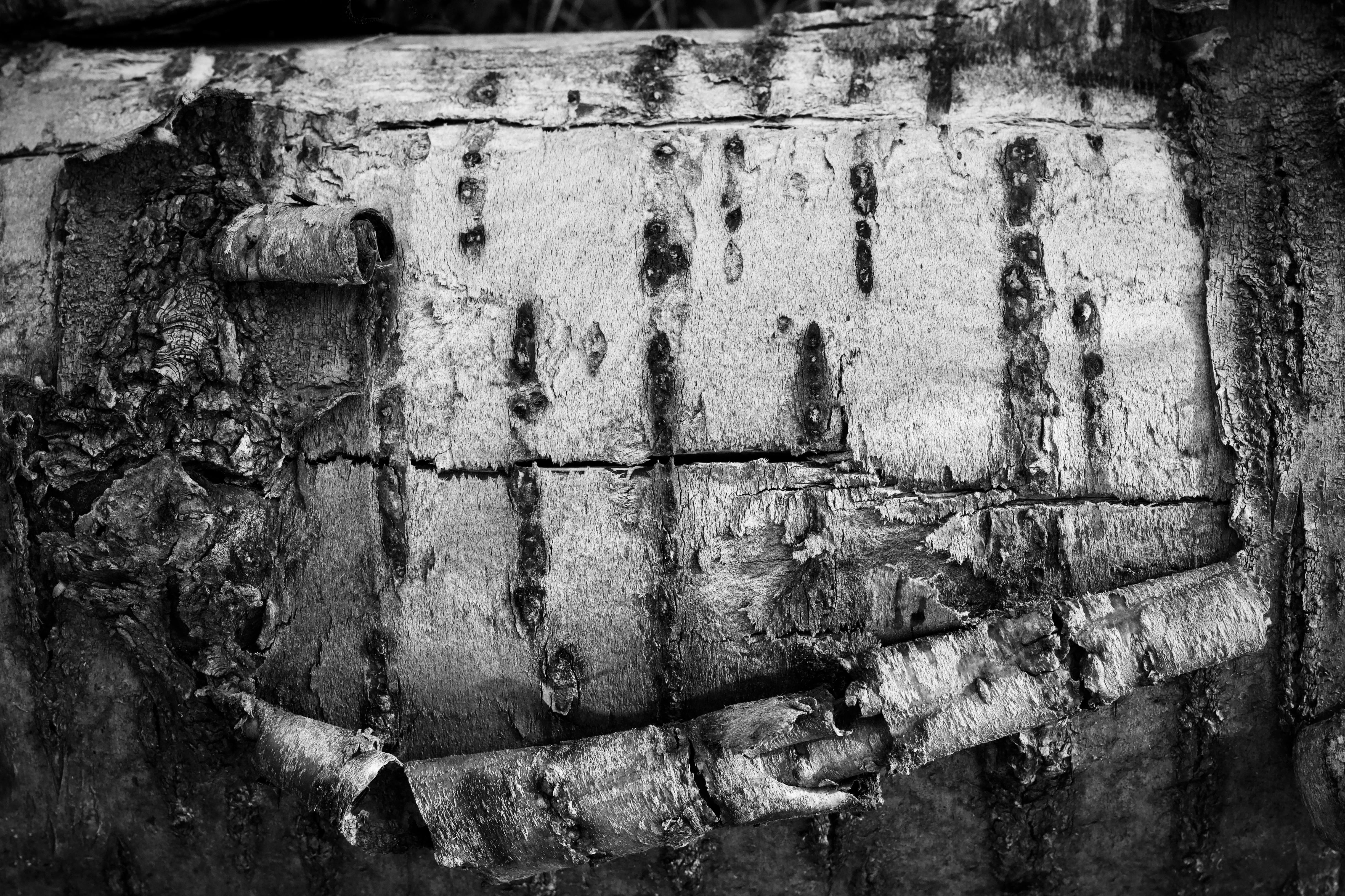 Gratis Intricato primo piano in bianco e nero della corteccia di betulla che mostra texture e motivi unici. Foto a disposizione