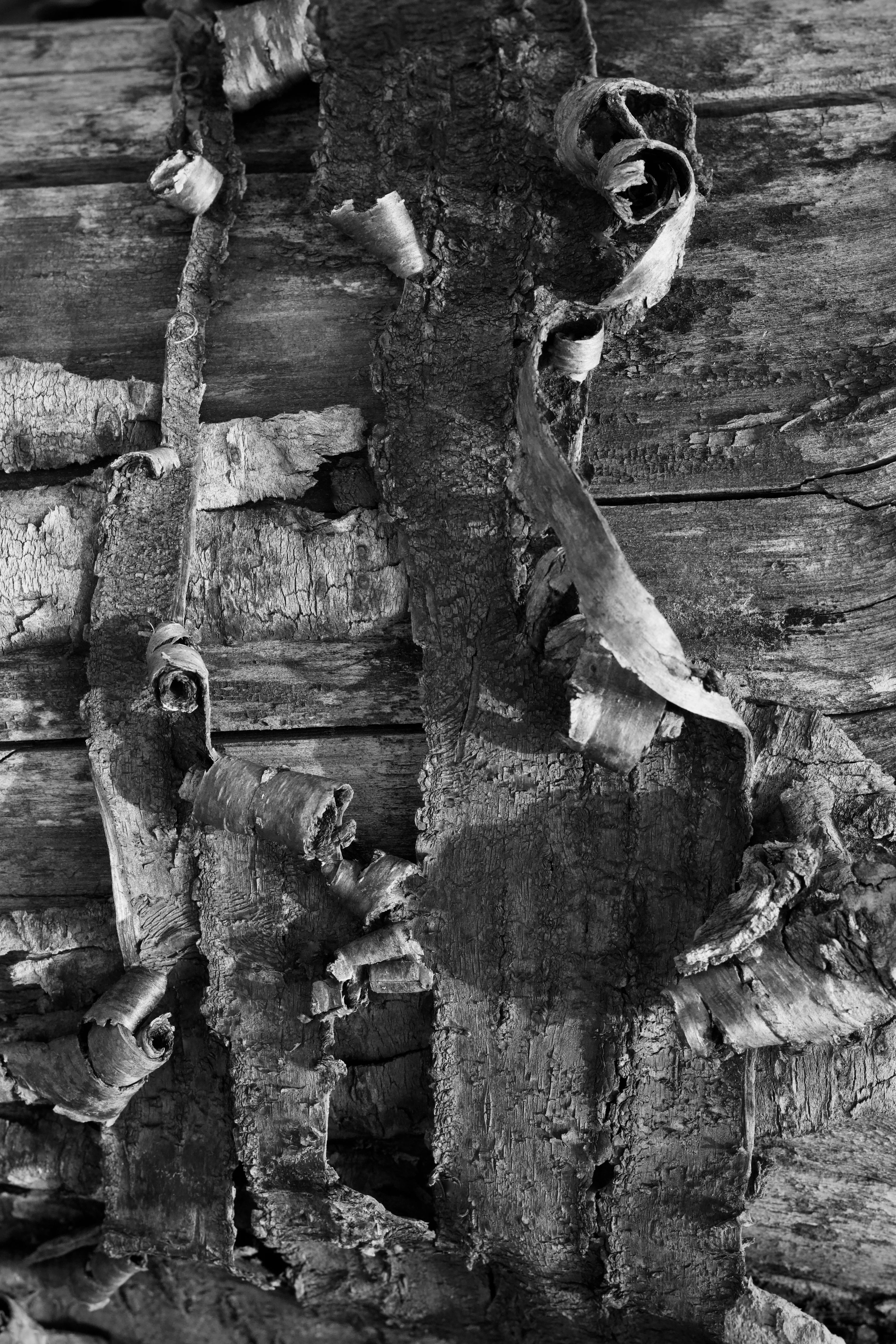 Безкоштовне Чорно-білий крупний план лущення кори дерева, що демонструє складні природні текстури. стокове фото