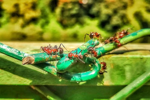 Free stock photo of ant, dark green, green background