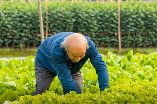 Free Senior farmer working in a vibrant green lettuce field in Hanoi, showcasing traditional agriculture methods. Stock Photo