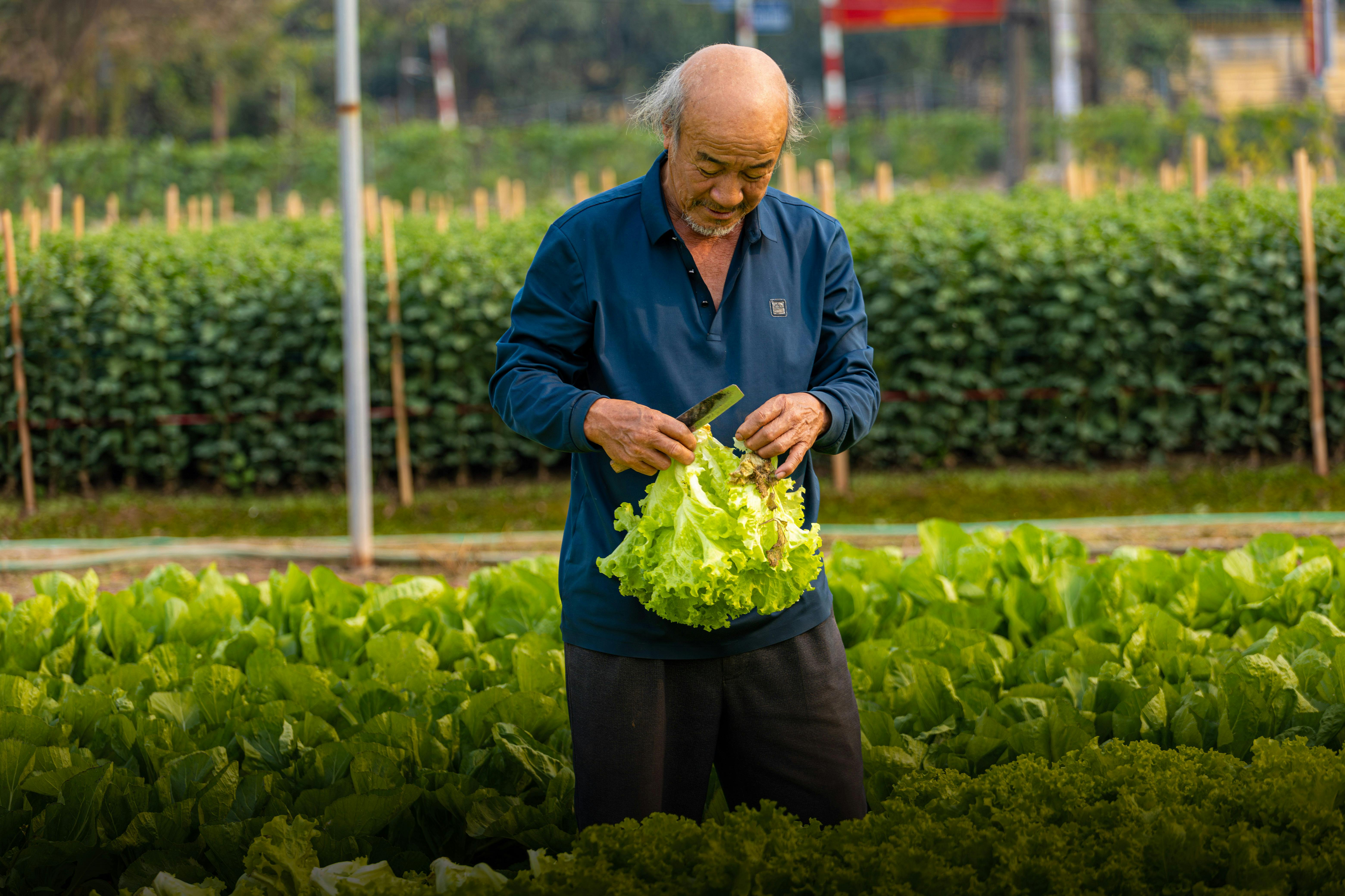 Rai family diversifies into avocado farming - Business Daily