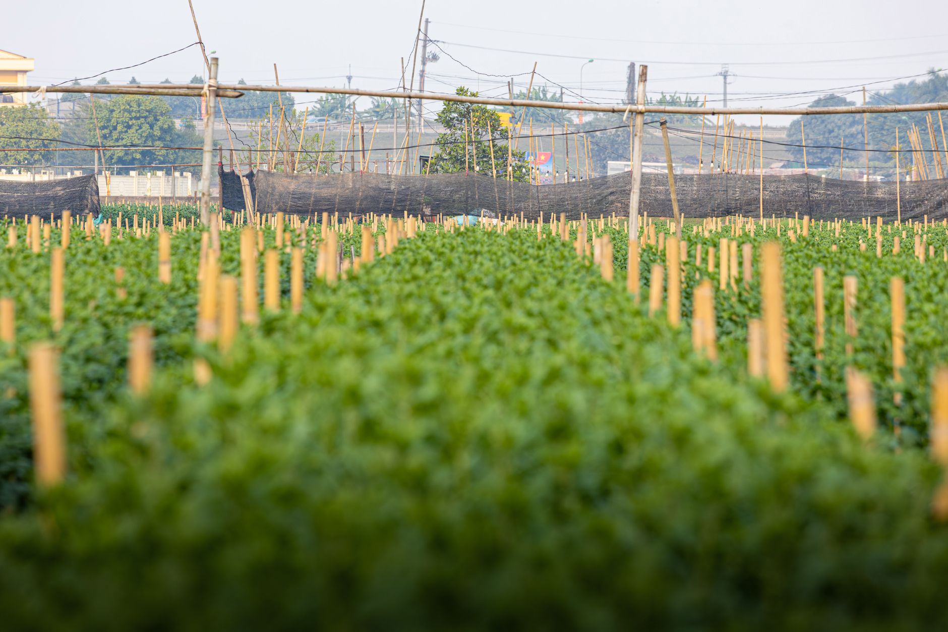 Florida’s Farm Bill: A Vital Step for Agriculture and Midterm Elections