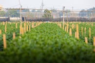 Lush Vegetable Fields in Hà Nội, Vietnam