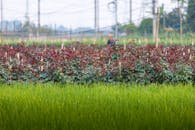 Lush Green and Red Rose Fields in Hanoi