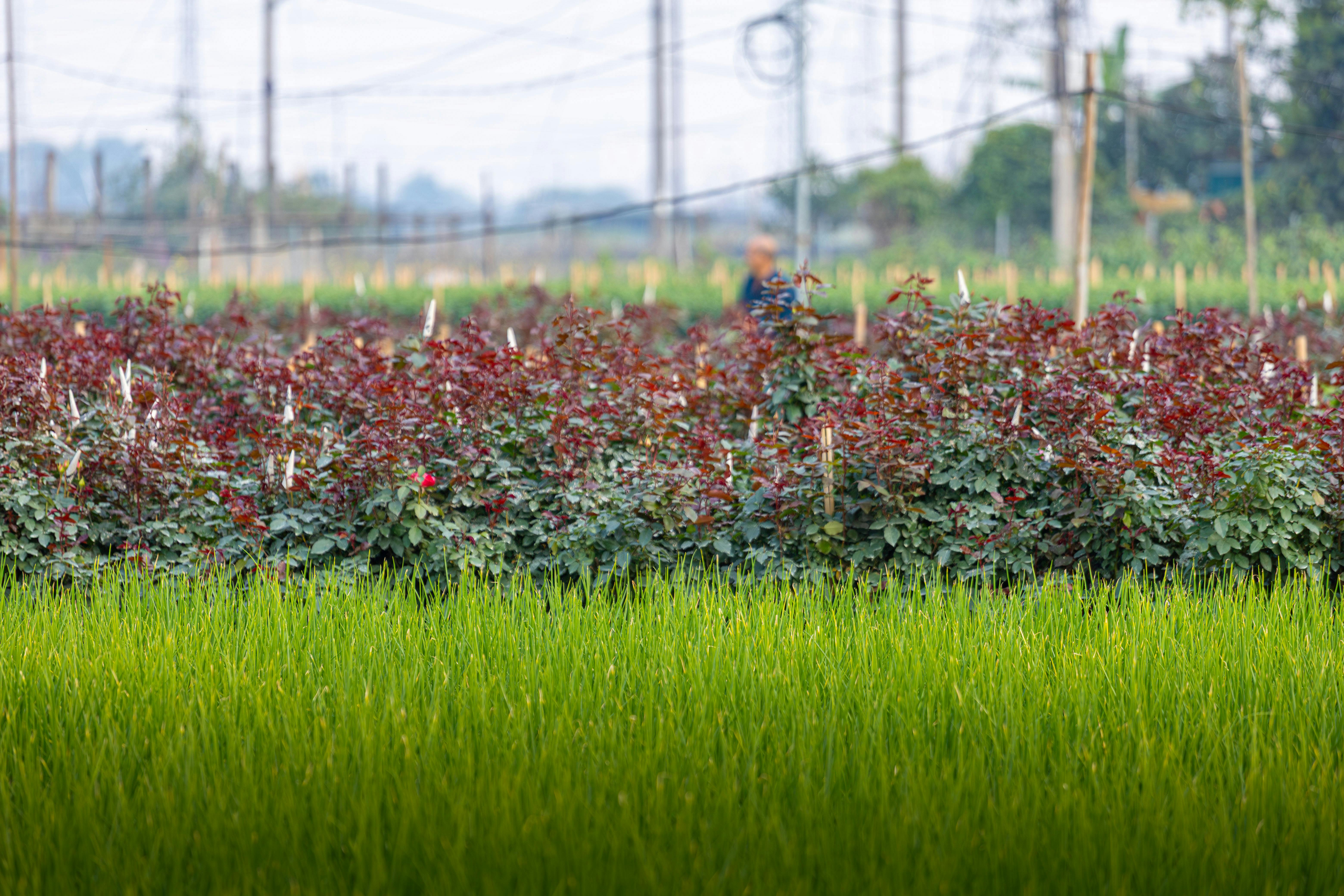 Lush Green and Red Rose Fields in Hanoi