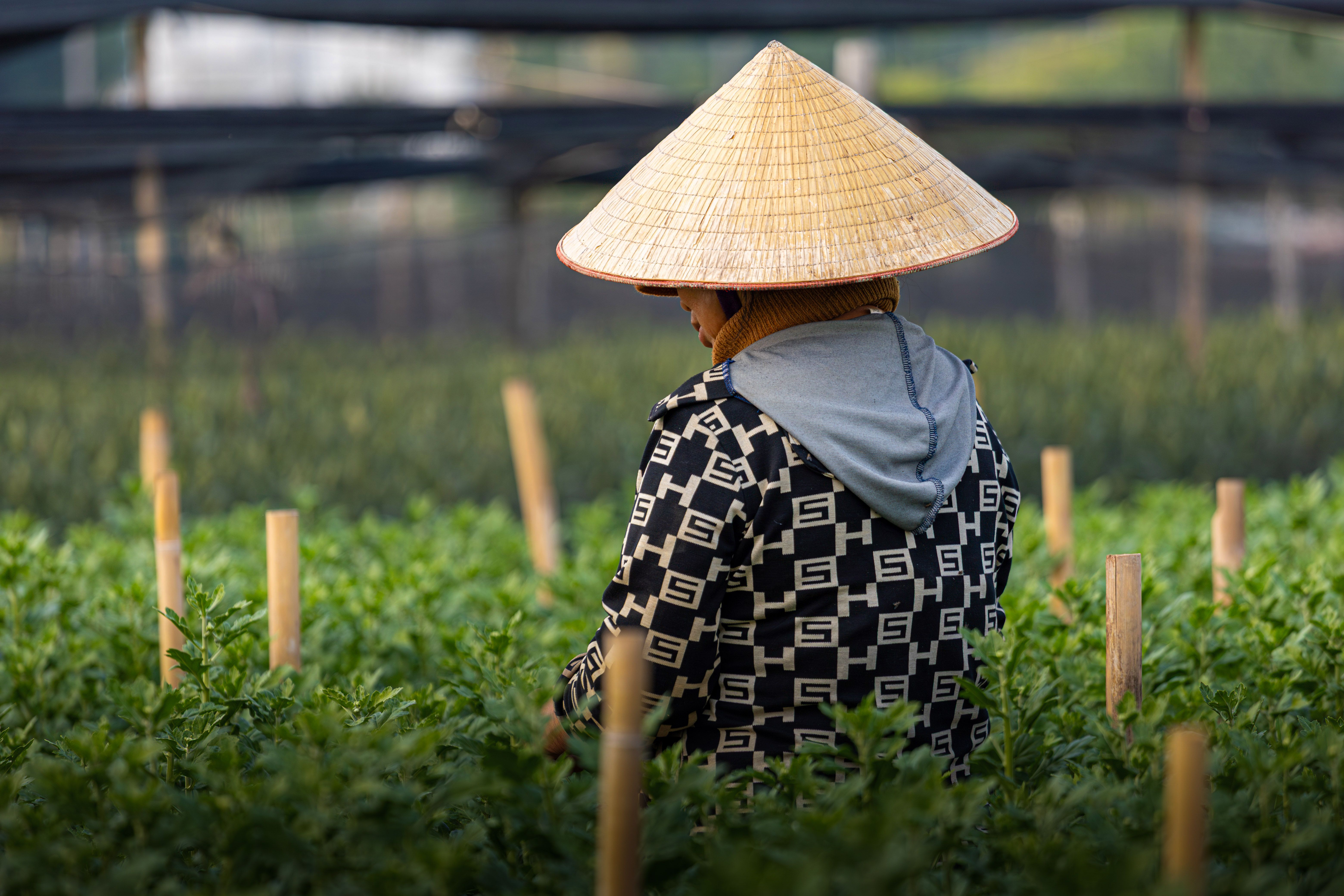 Vietnamese Farmer in Conical Hat Tending Crops · Free Stock Photo