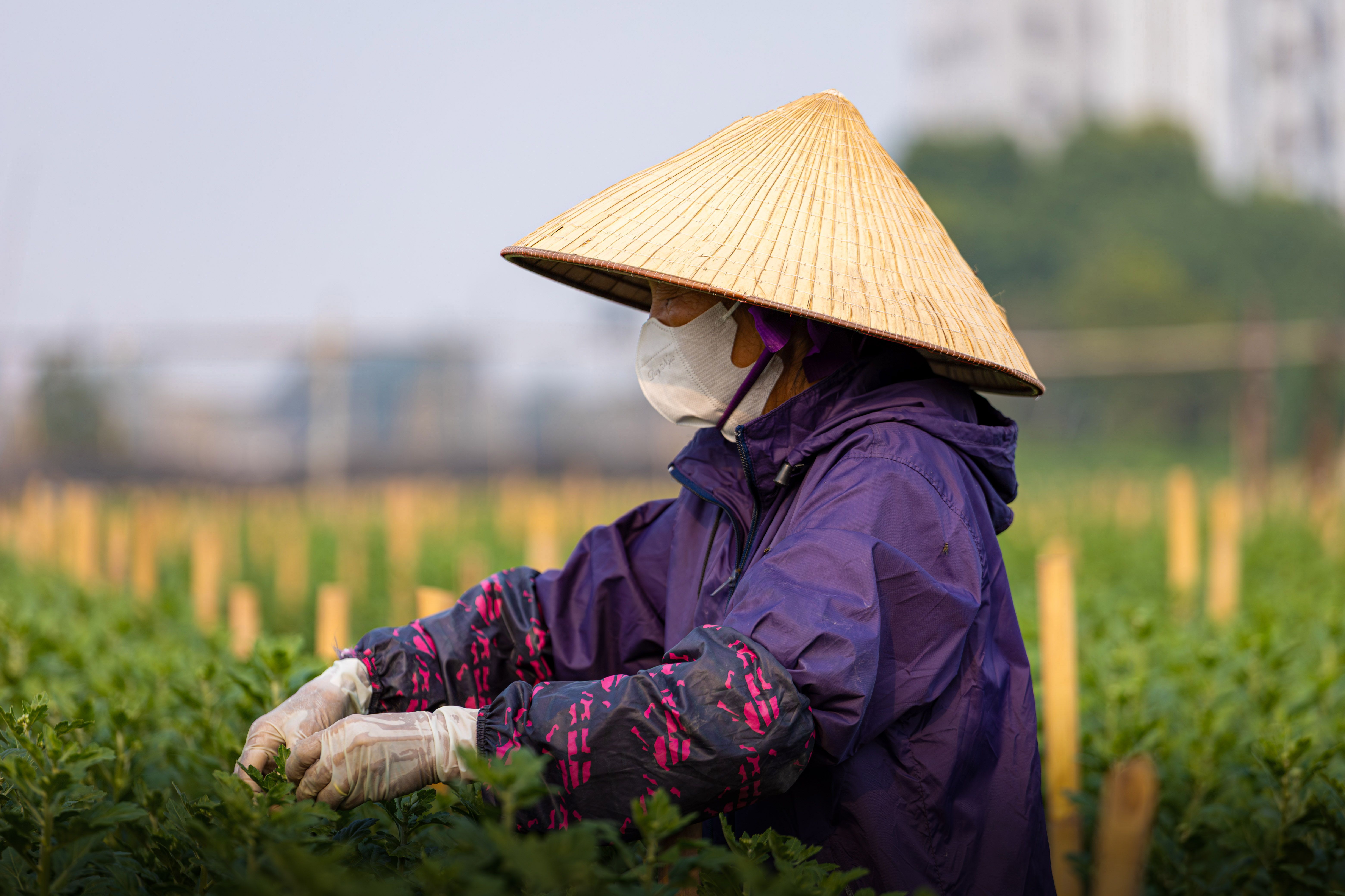 Vietnamese Farmer in Traditional Conical Hat · Free Stock Photo